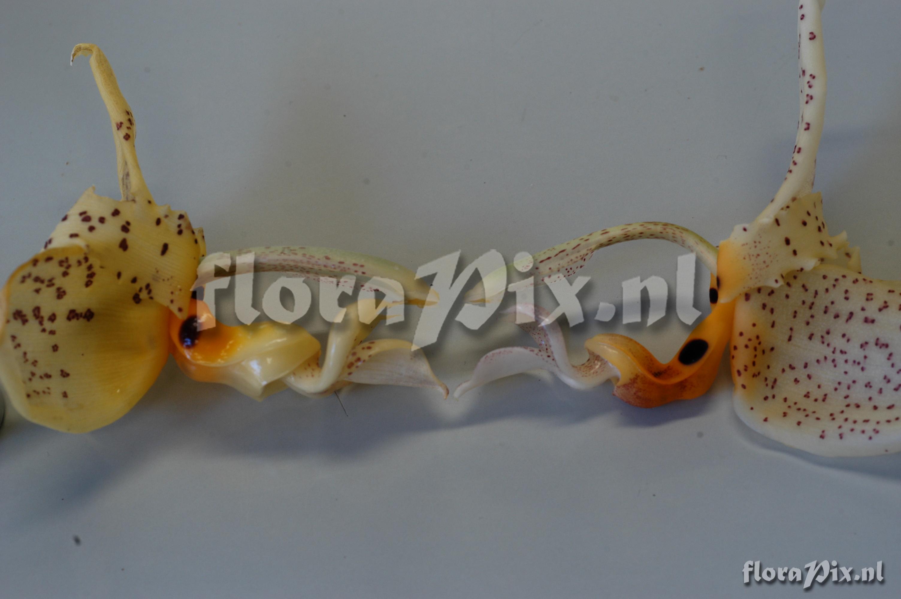 Stanhopea oculata 2004ZW01140  left