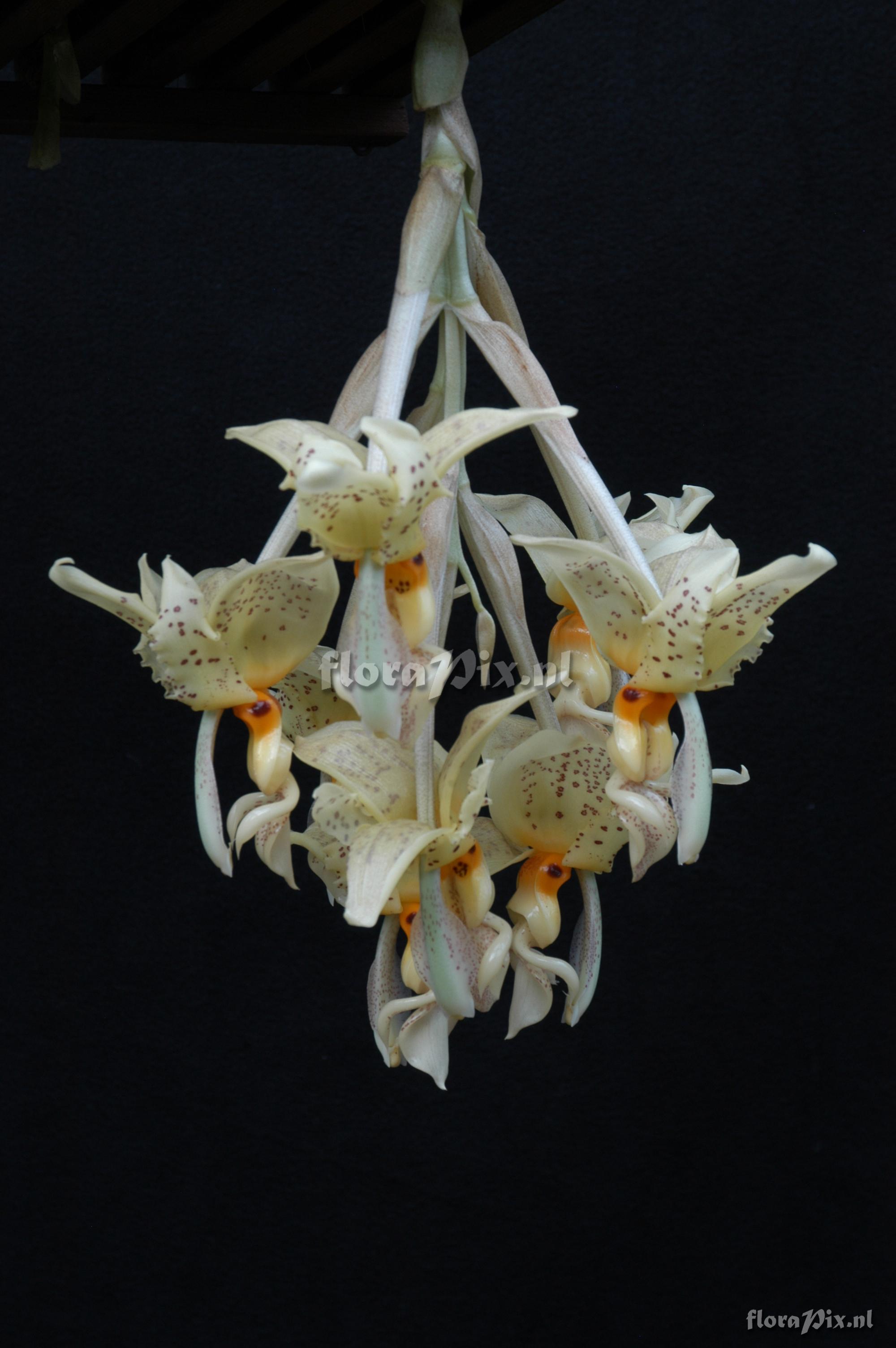 Stanhopea oculata