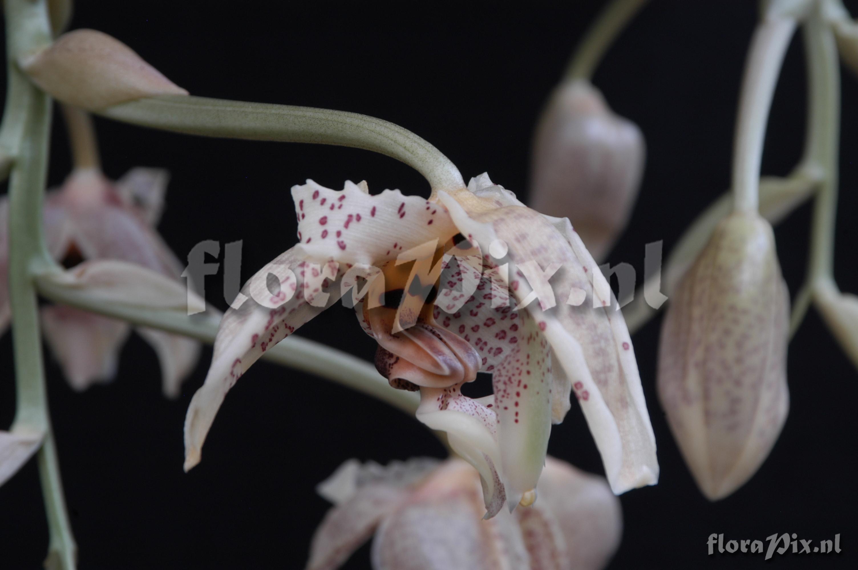 Stanhopea oculata