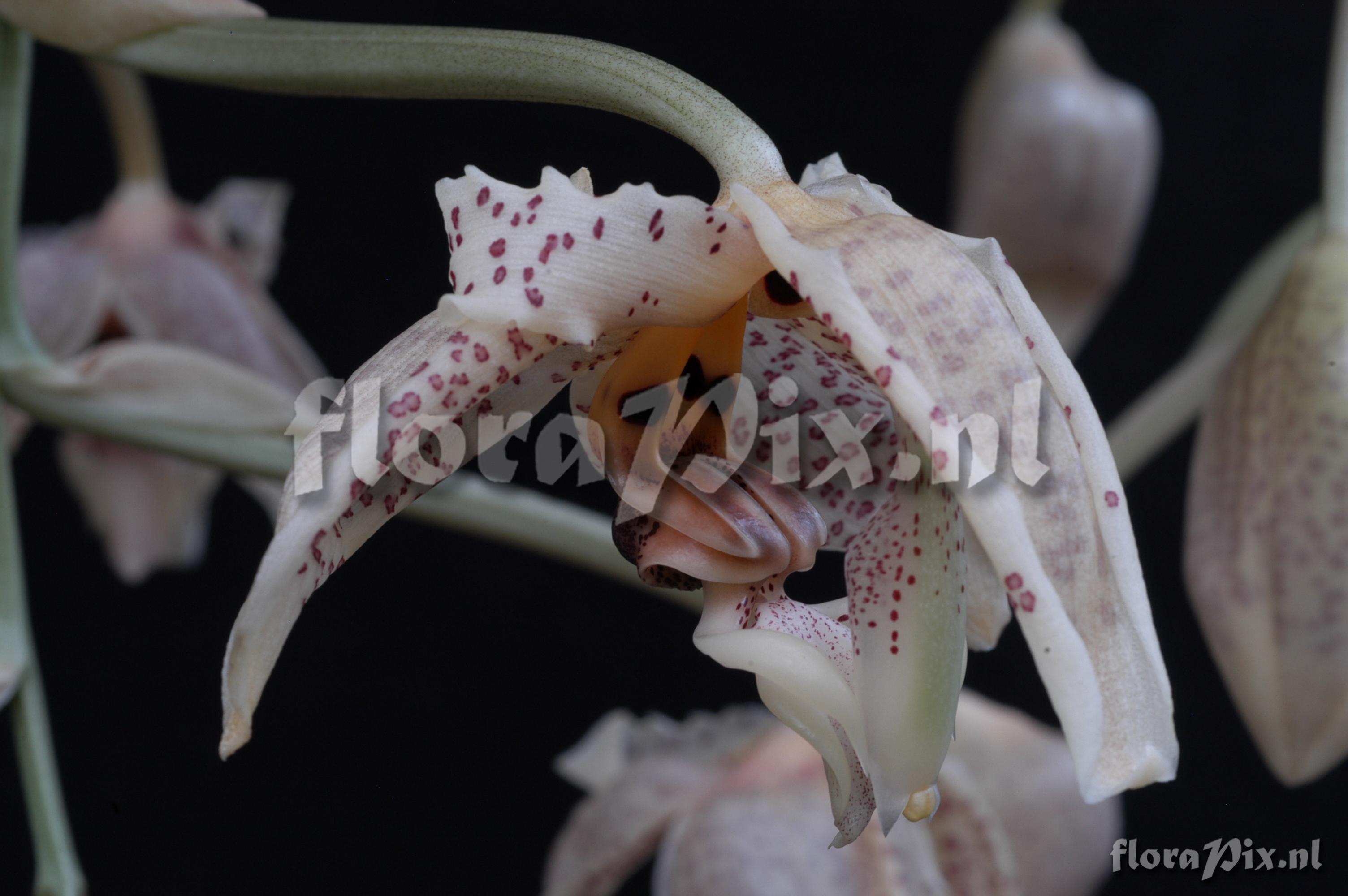 Stanhopea oculata