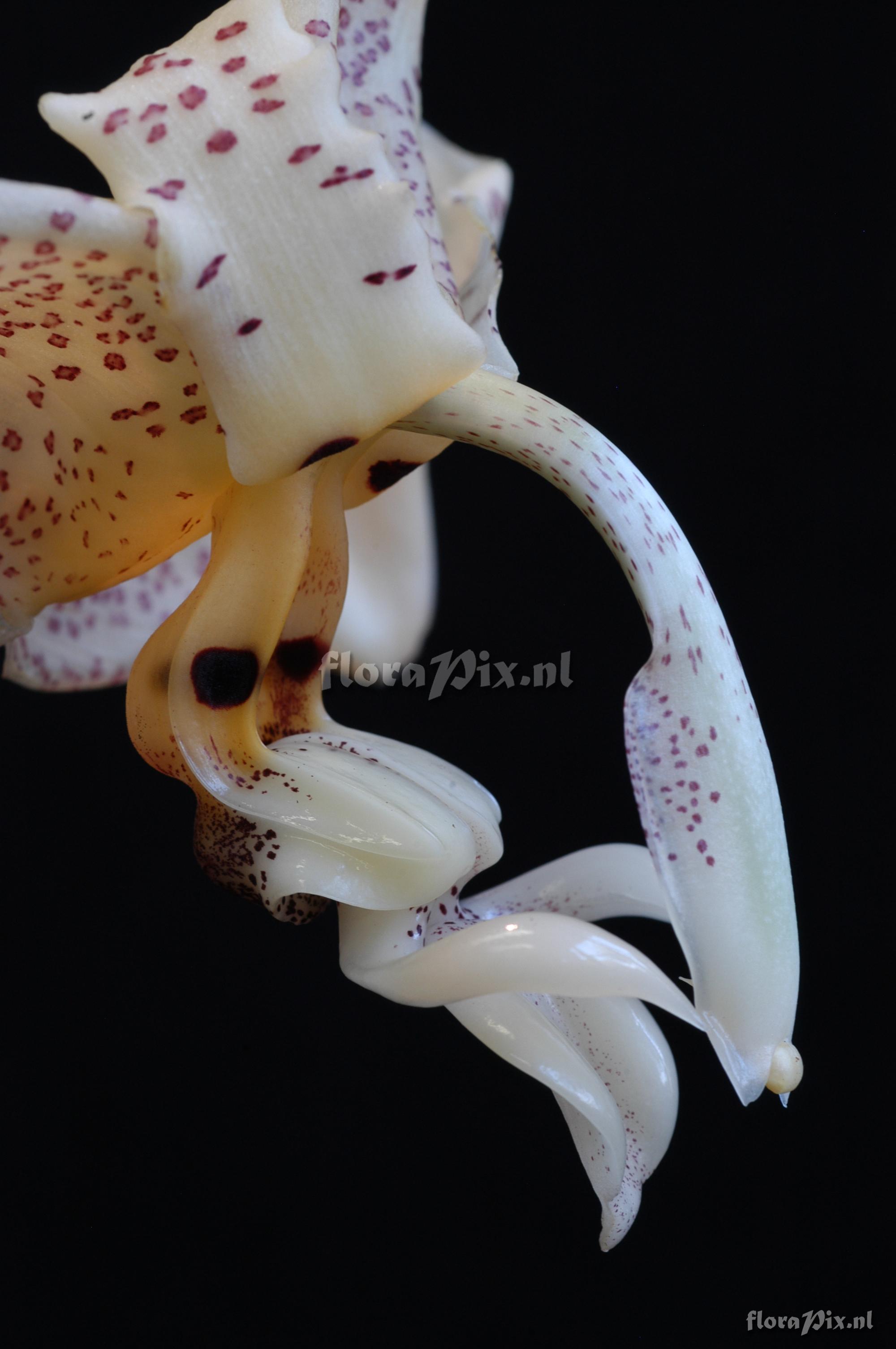 Stanhopea oculata