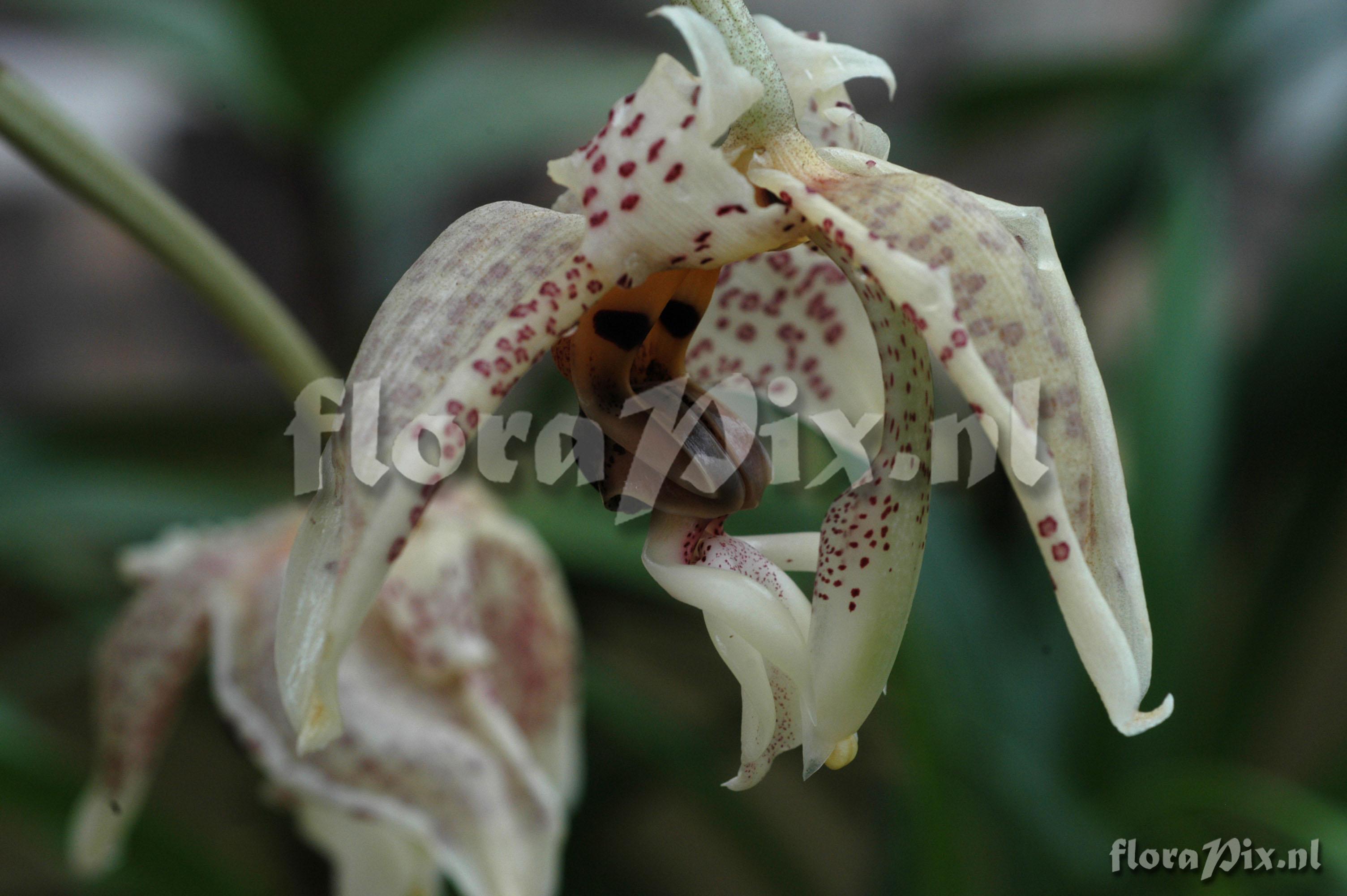 Stanhopea oculata