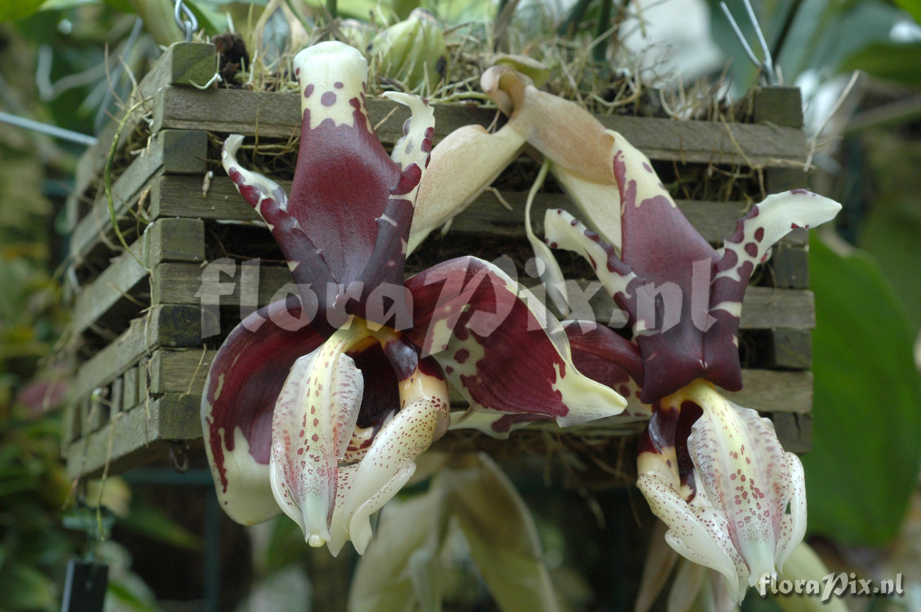 Stanhopea tigrina