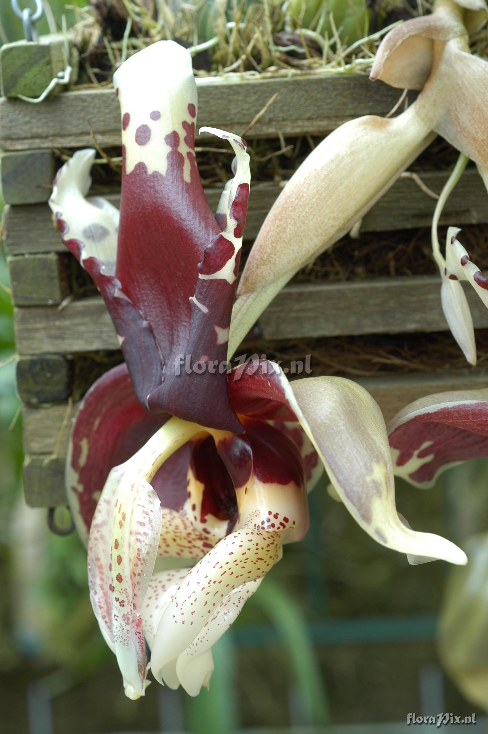 Stanhopea tigrina