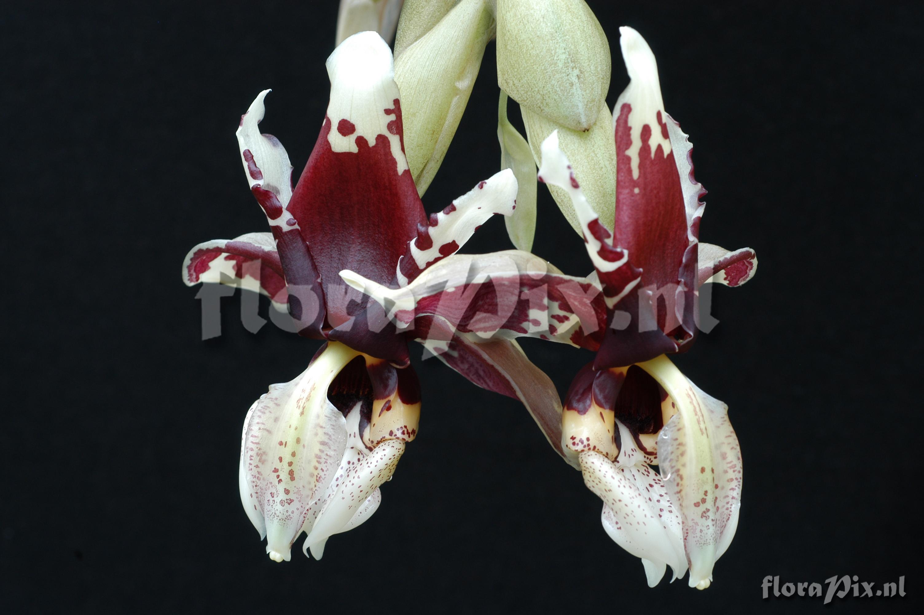 Stanhopea tigrina