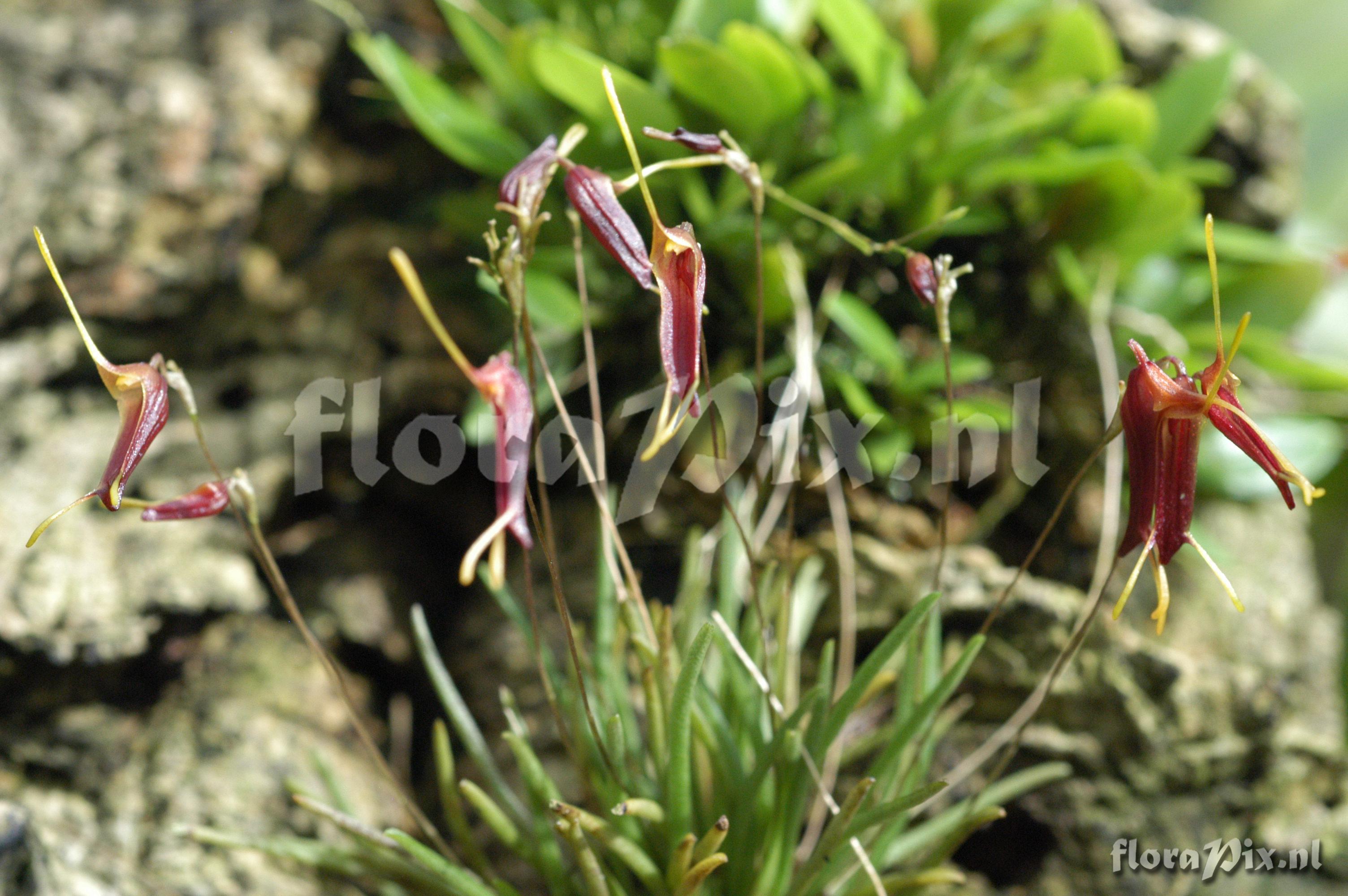 Trisetella triaristella