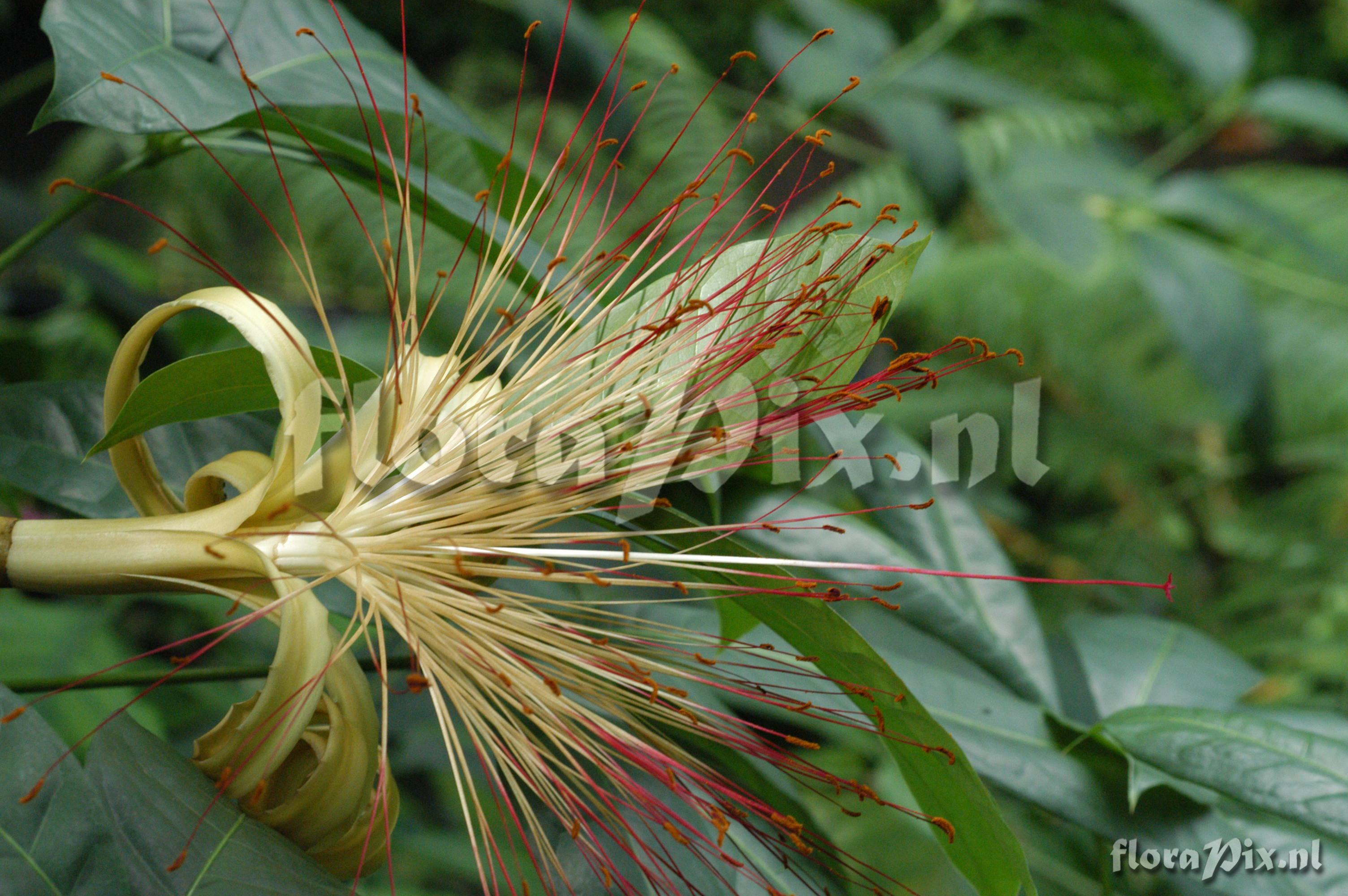 Pachira aquatica