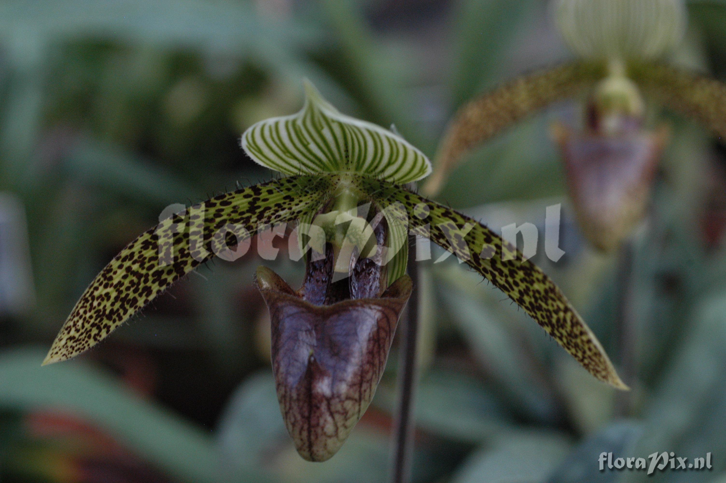 Paphiopedilum sukhakulii