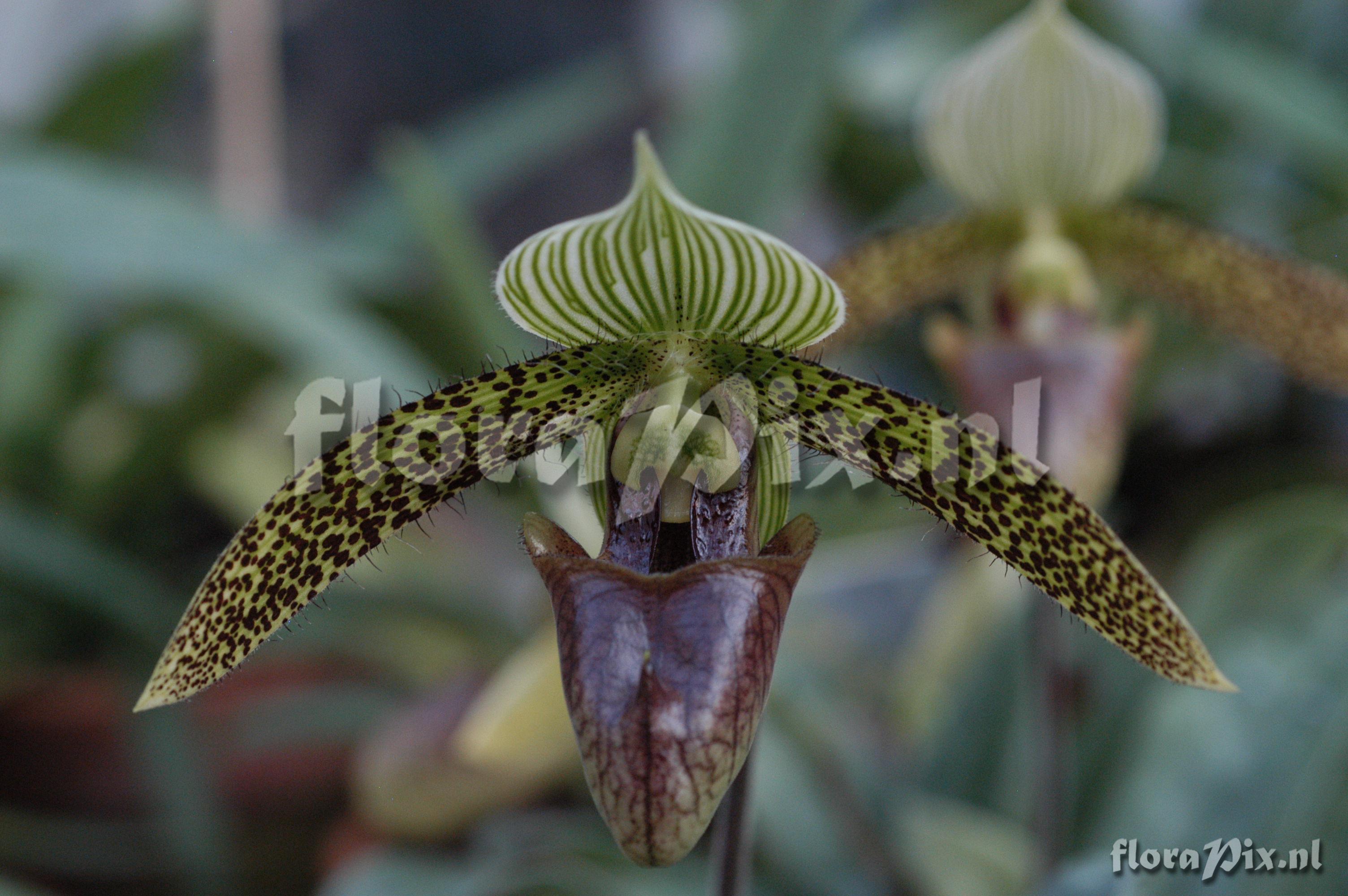 Paphiopedilum sukhakulii