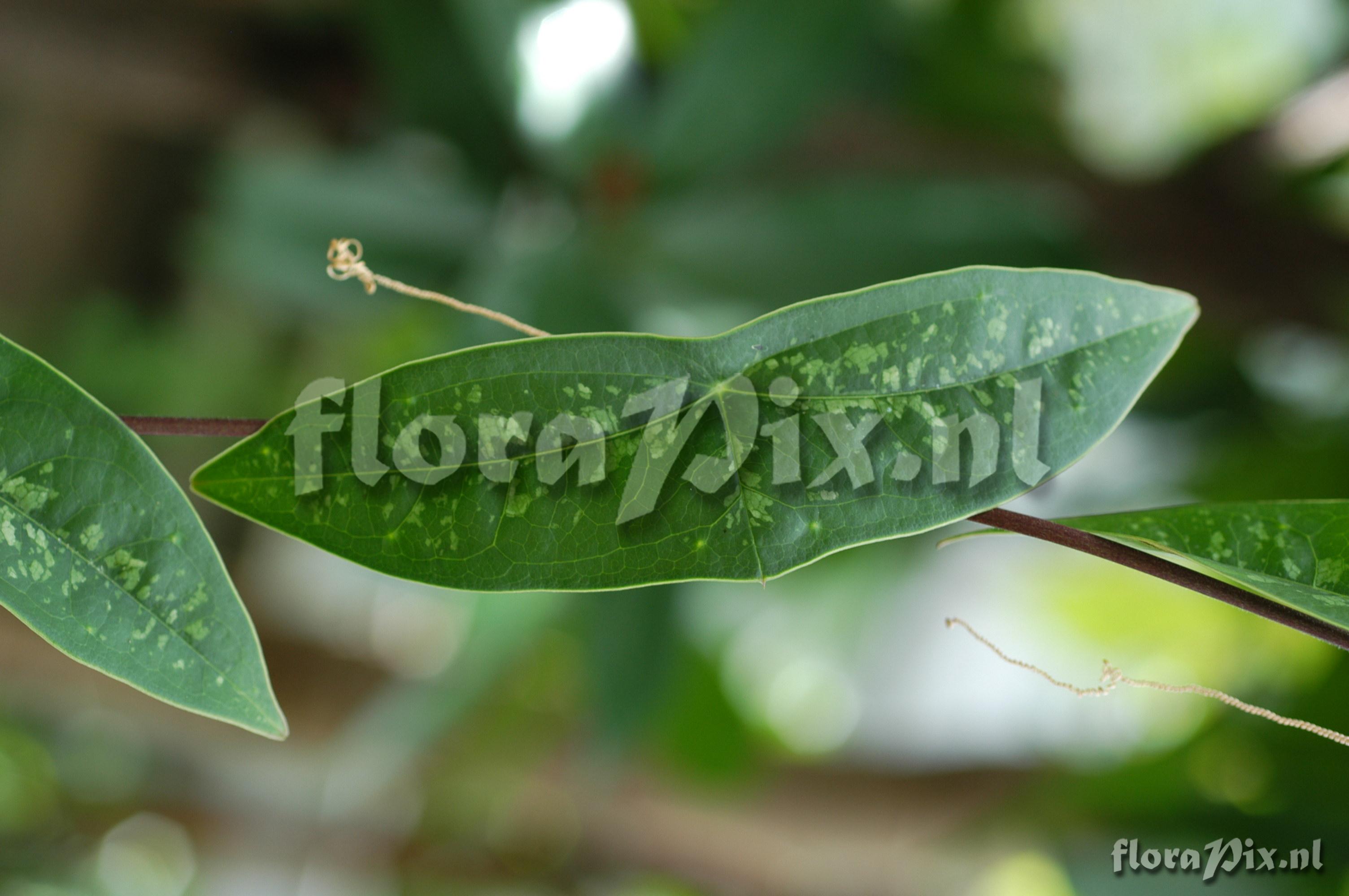 Passiflora coriacea