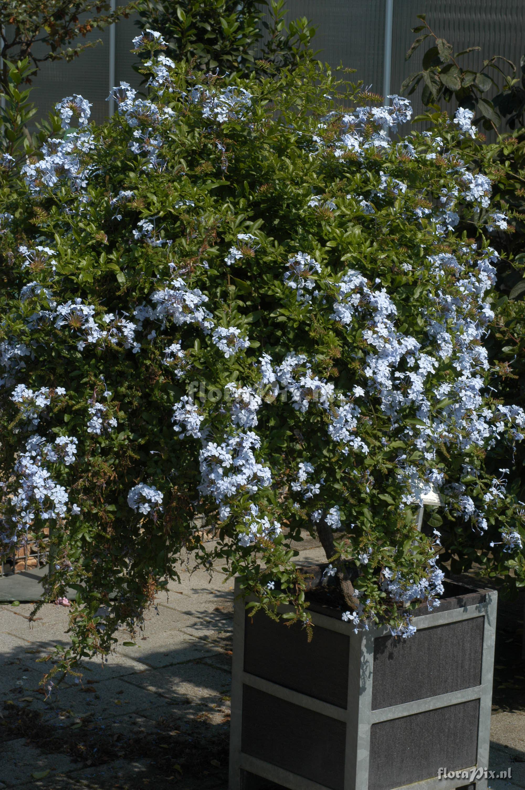 Plumbago auriculata