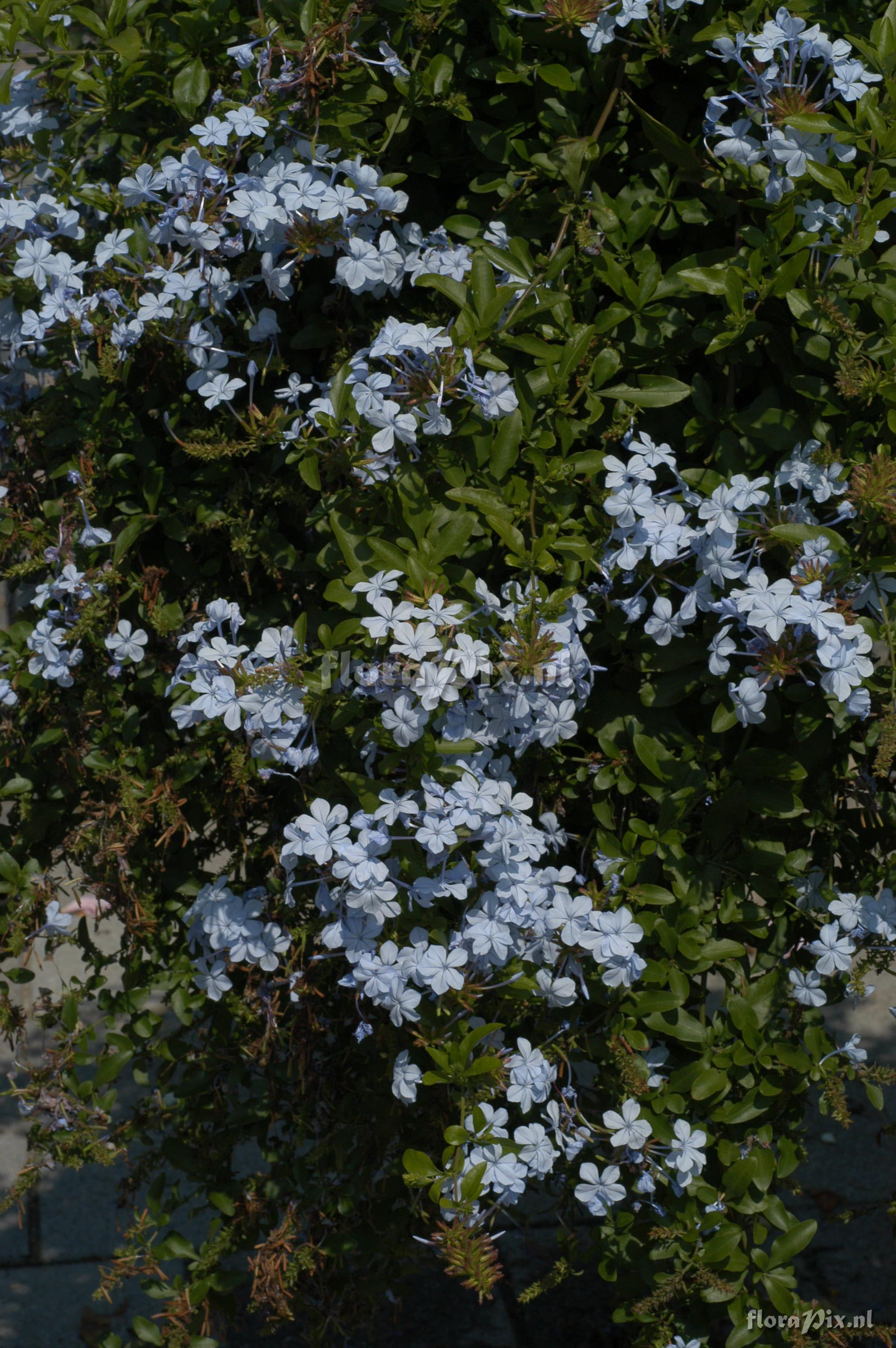 Plumbago auriculata