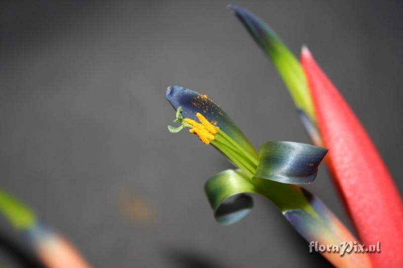 Billbergia morelii