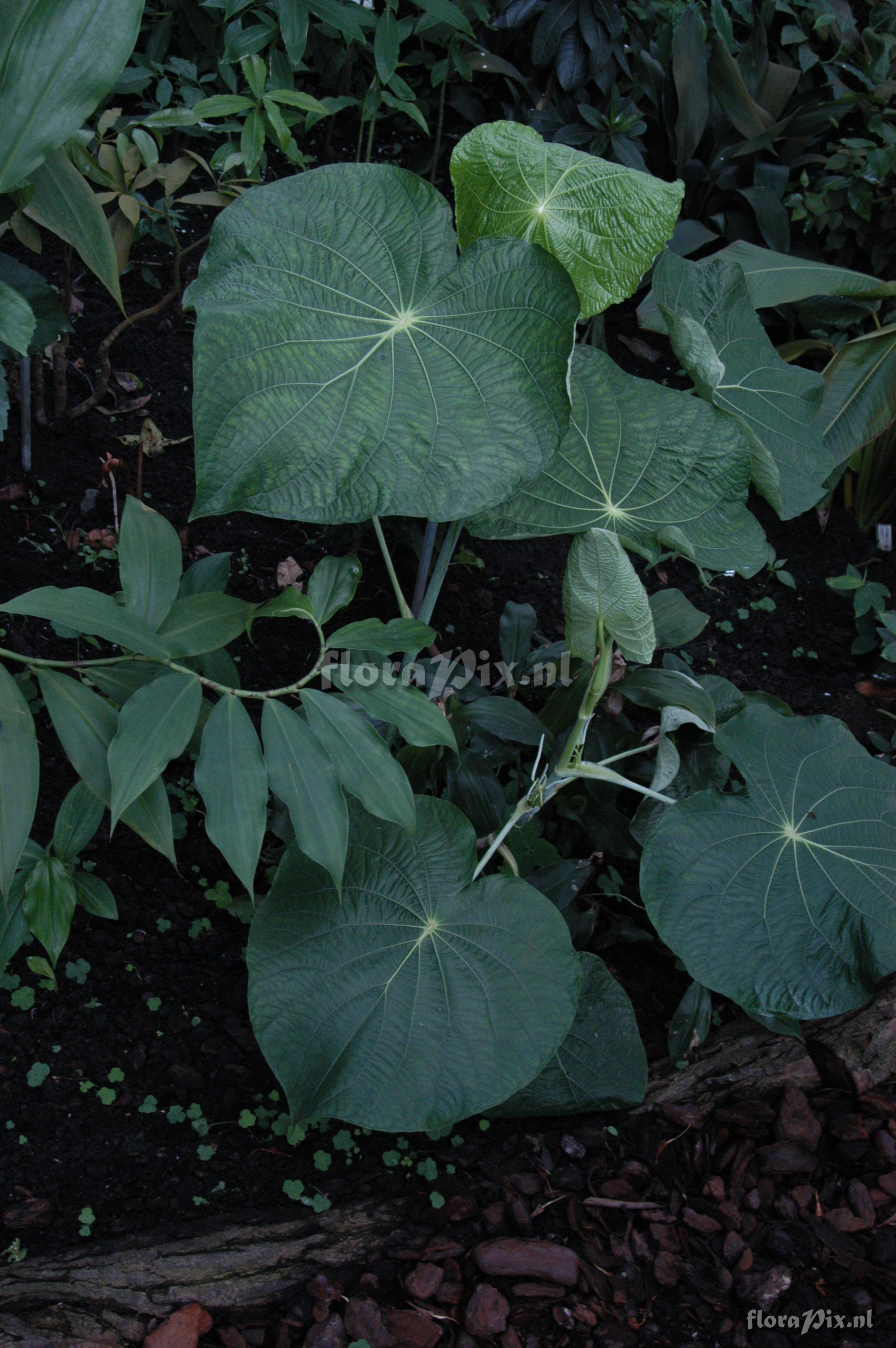 Pothomorphe peltata