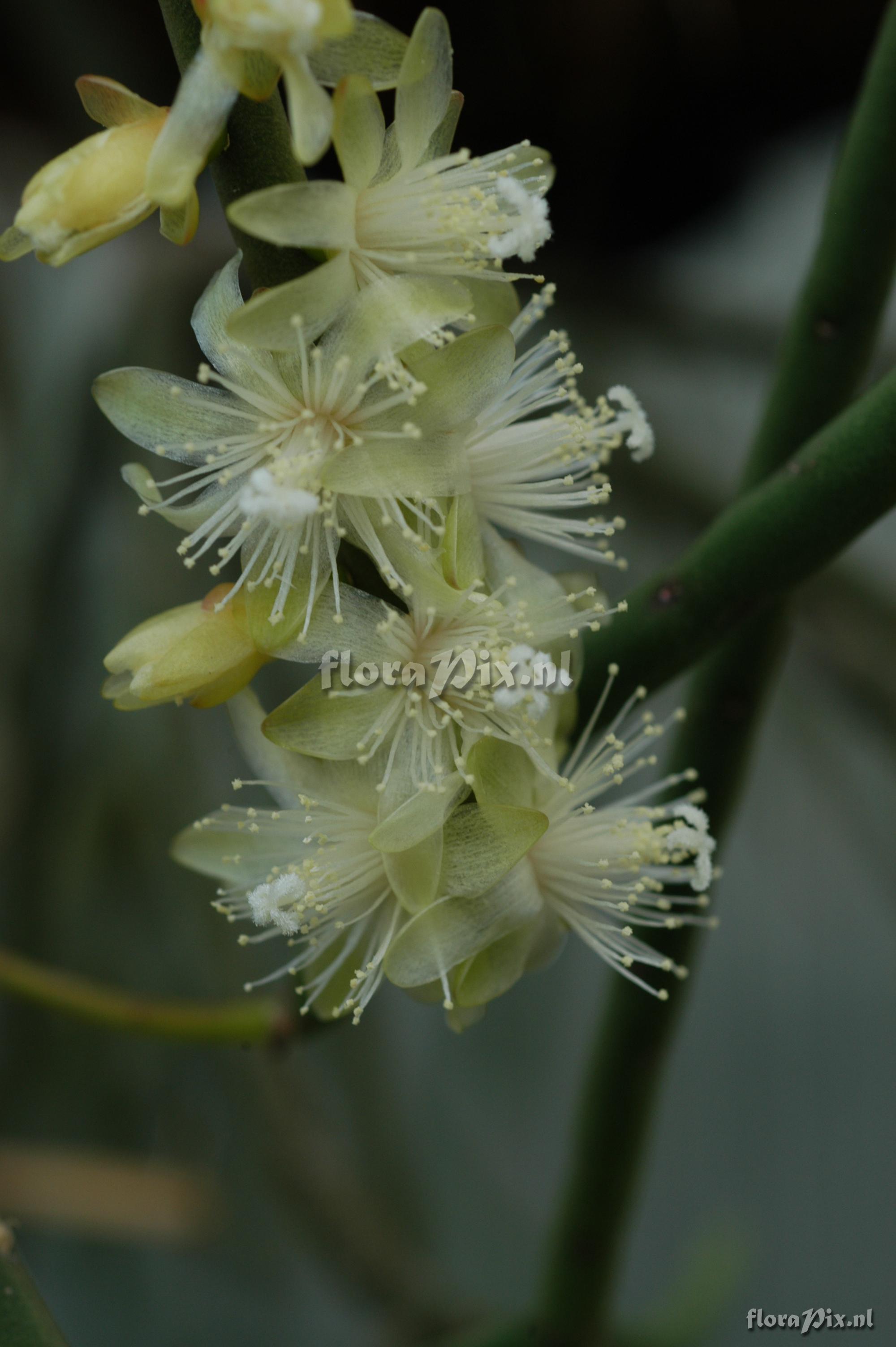 Rhipsalis hadrosoma