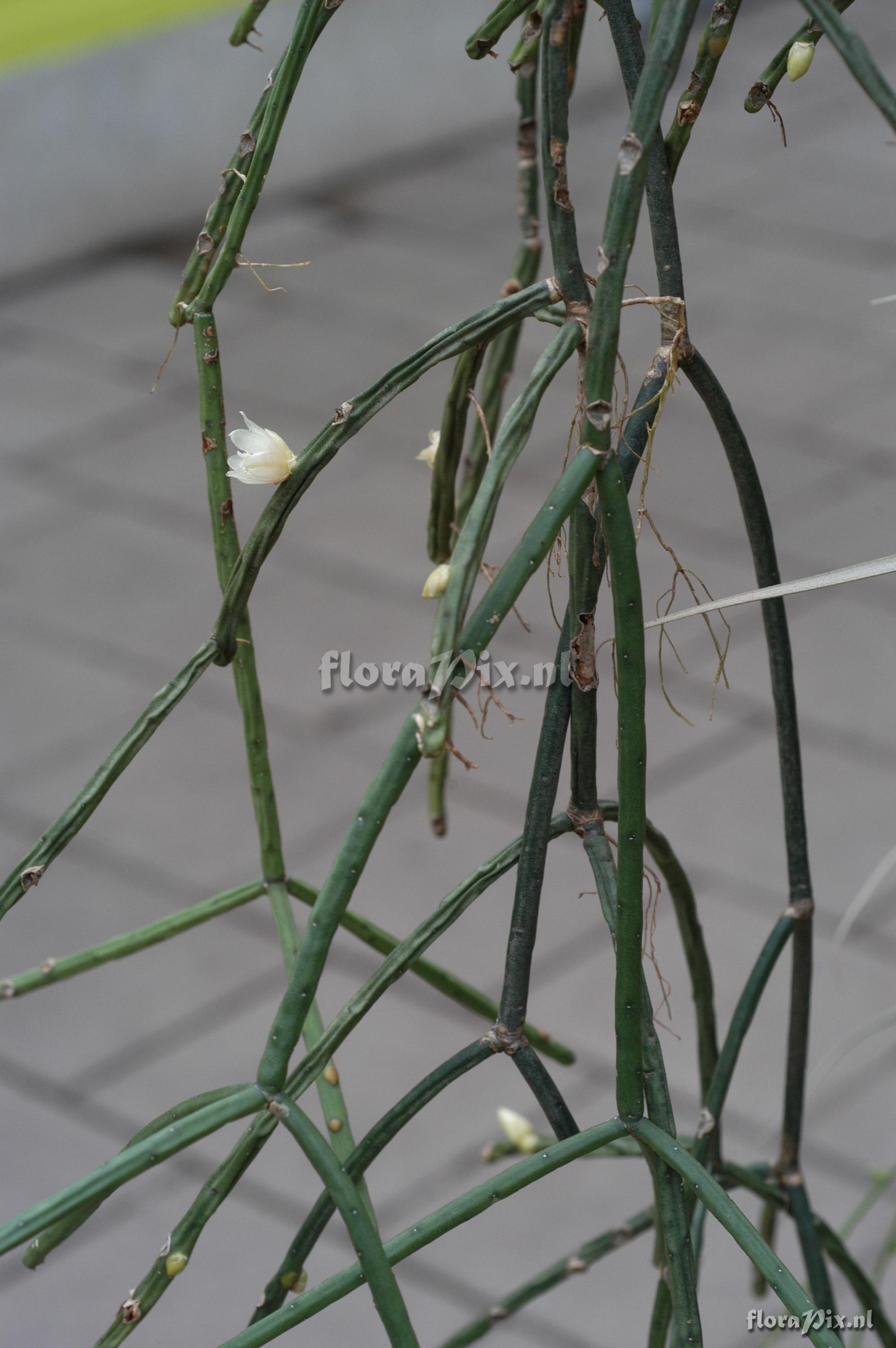 Rhipsalis megalantha