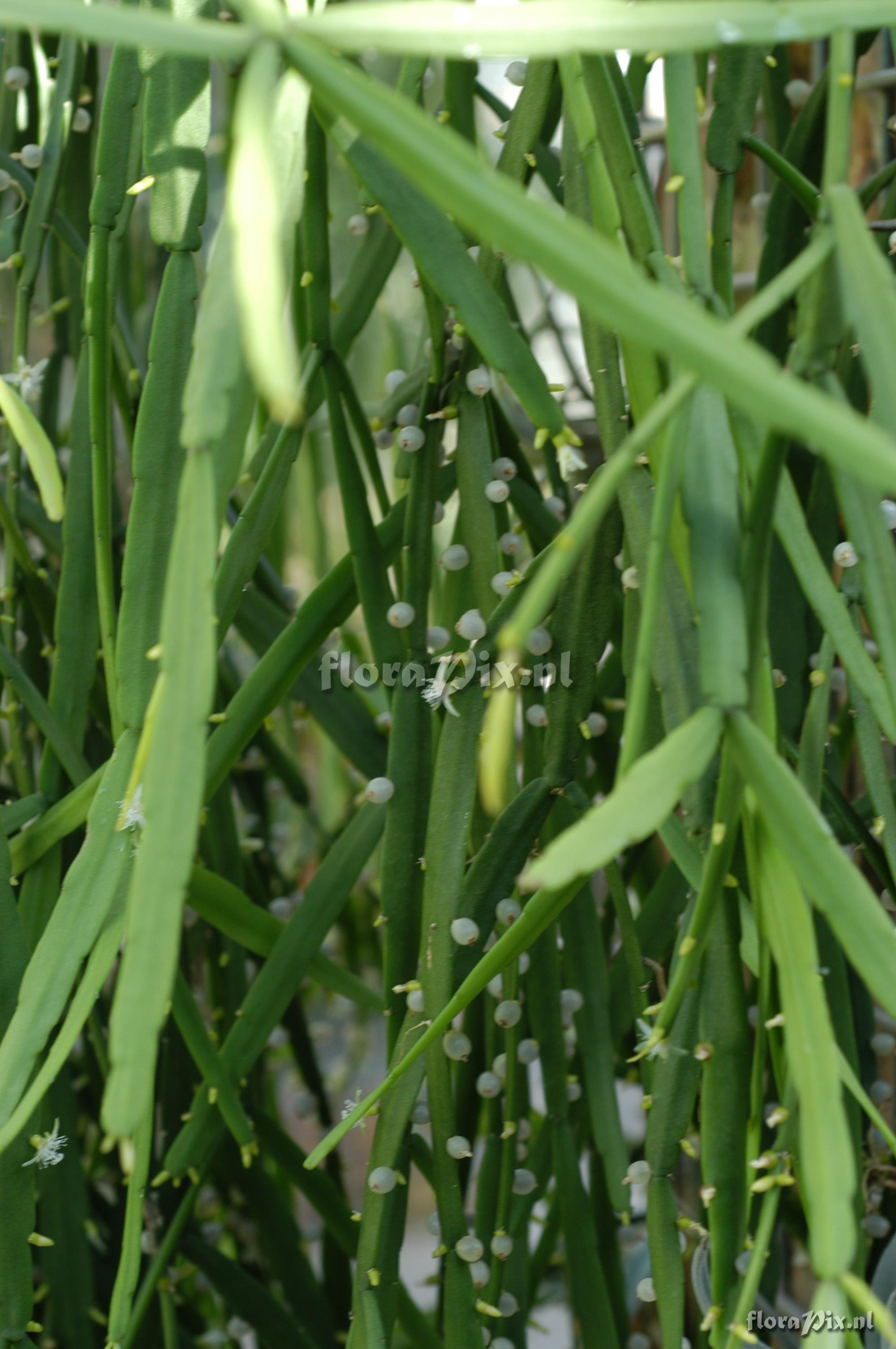 Rhipsalis micrantha