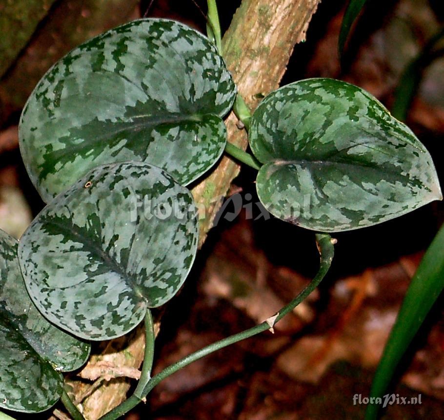 Scindapsus sp. Araceae