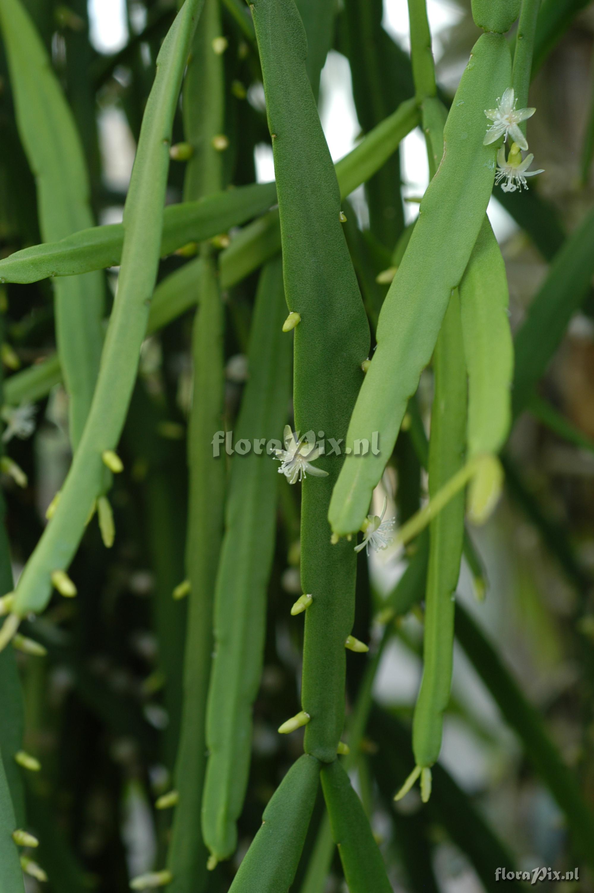 Rhipsalis micrantha