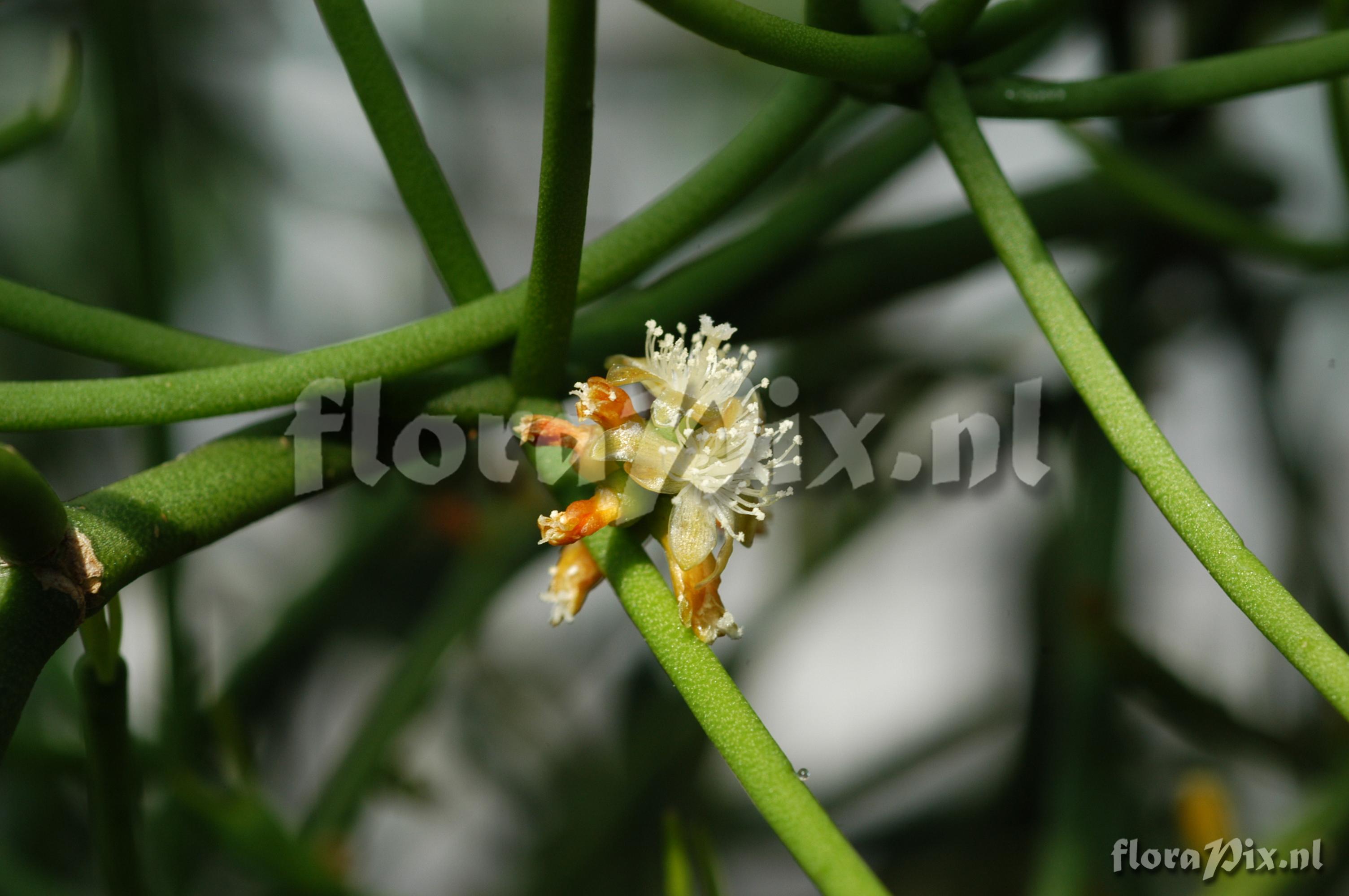 Rhipsalis neves-armondii