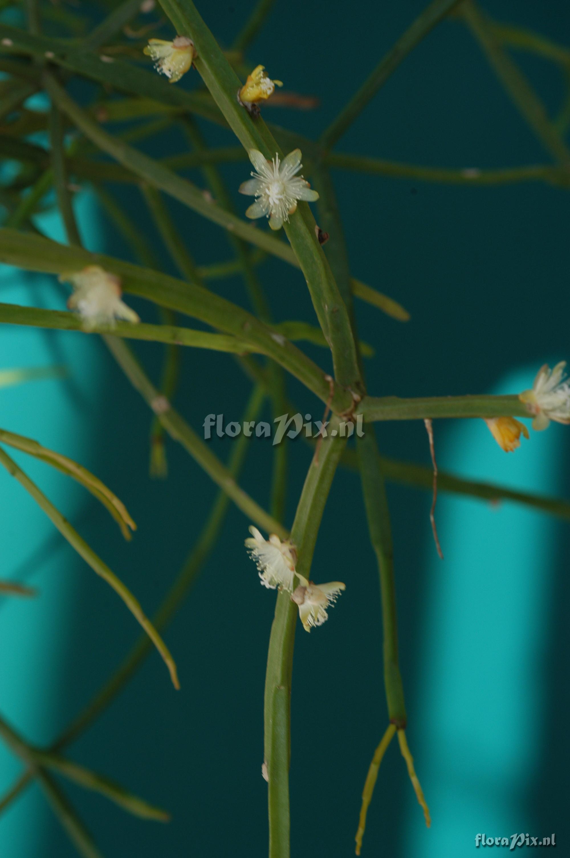 Rhipsalis paradoxa subsp. septentrionalis