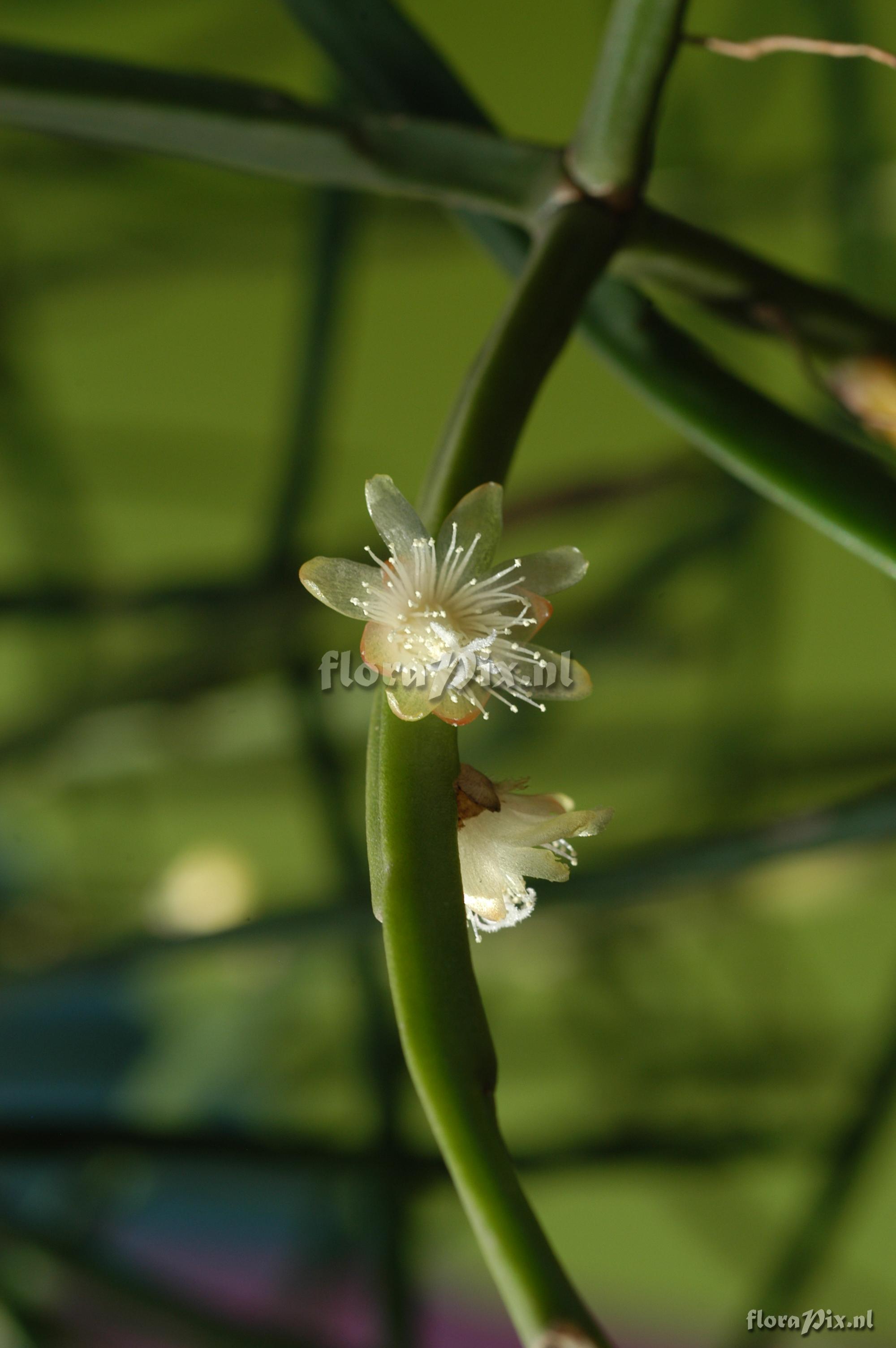 Rhipsalis paradoxa subsp. septentrionalis