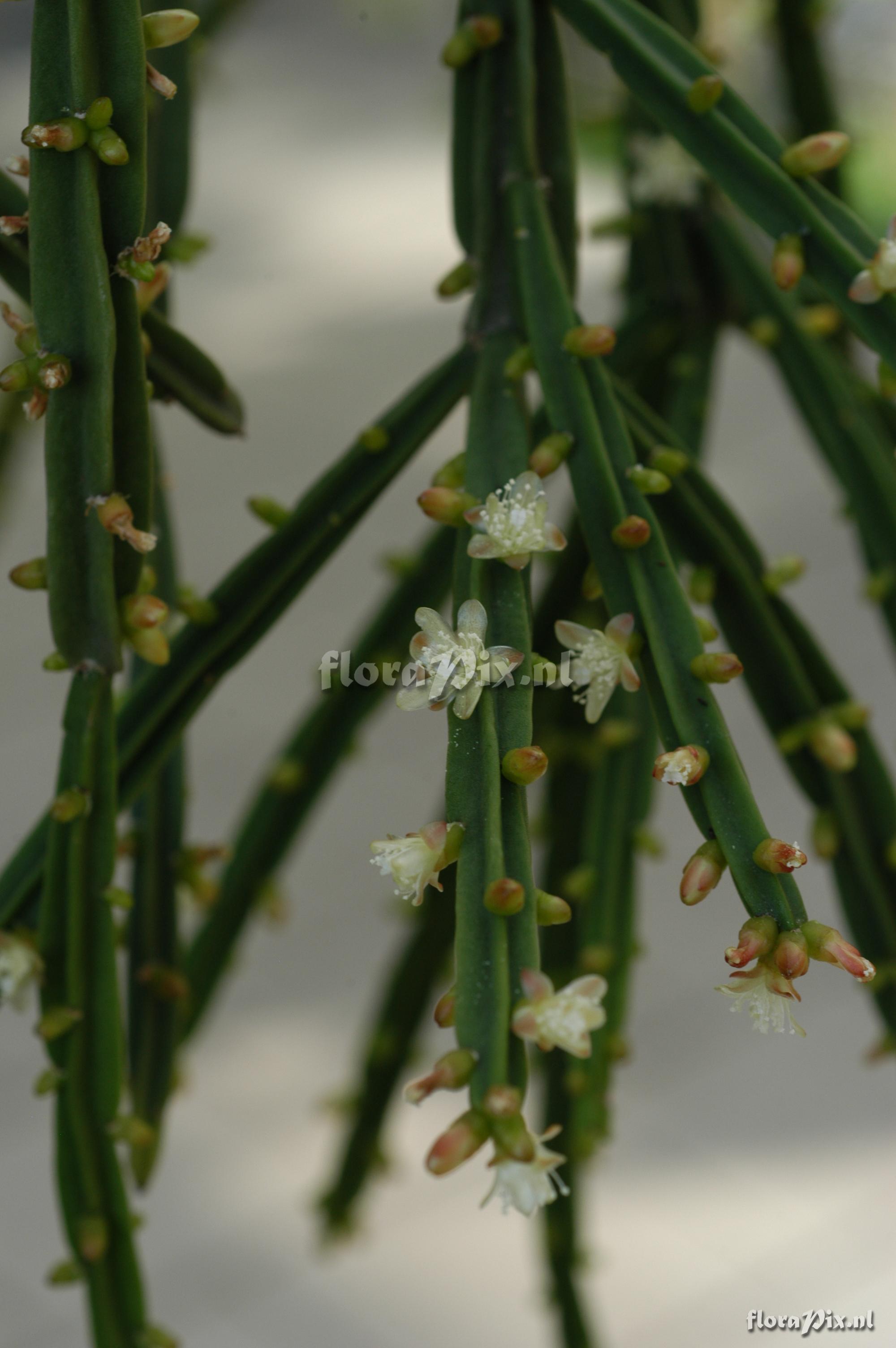 Rhipsalis pentaptera