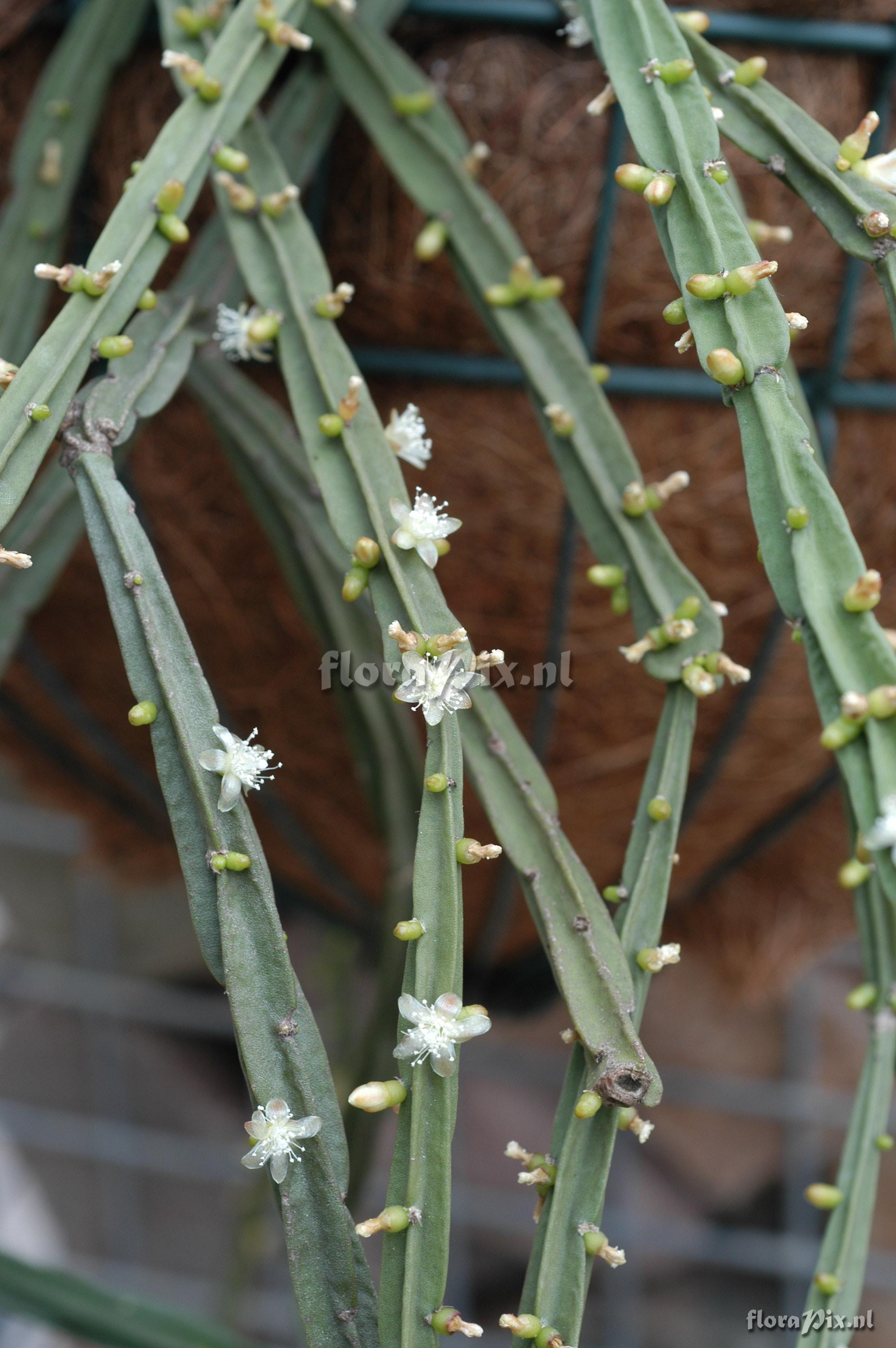 Rhipsalis pentaptera