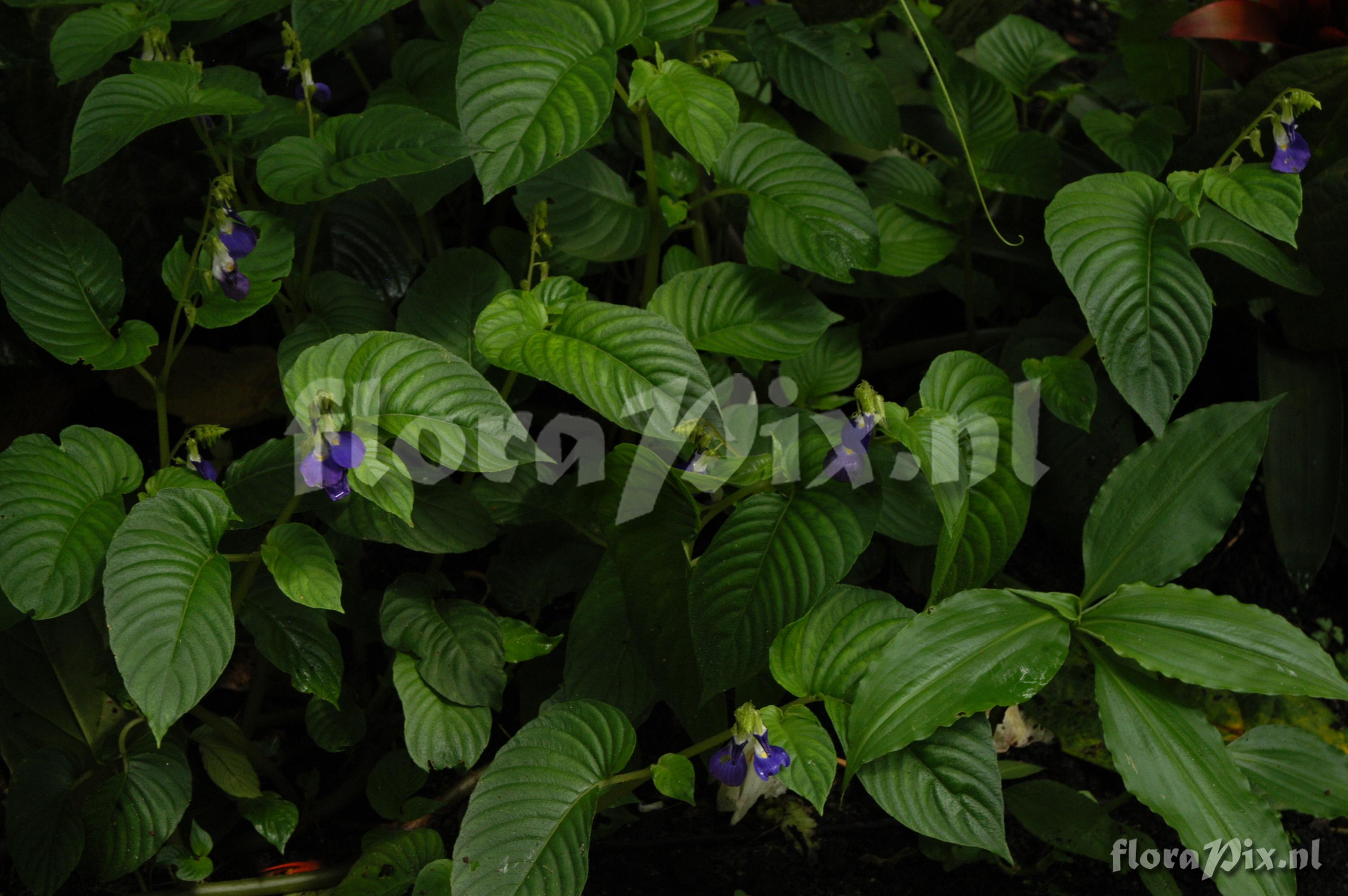 Passiflora rufostipulata 2003GR01683