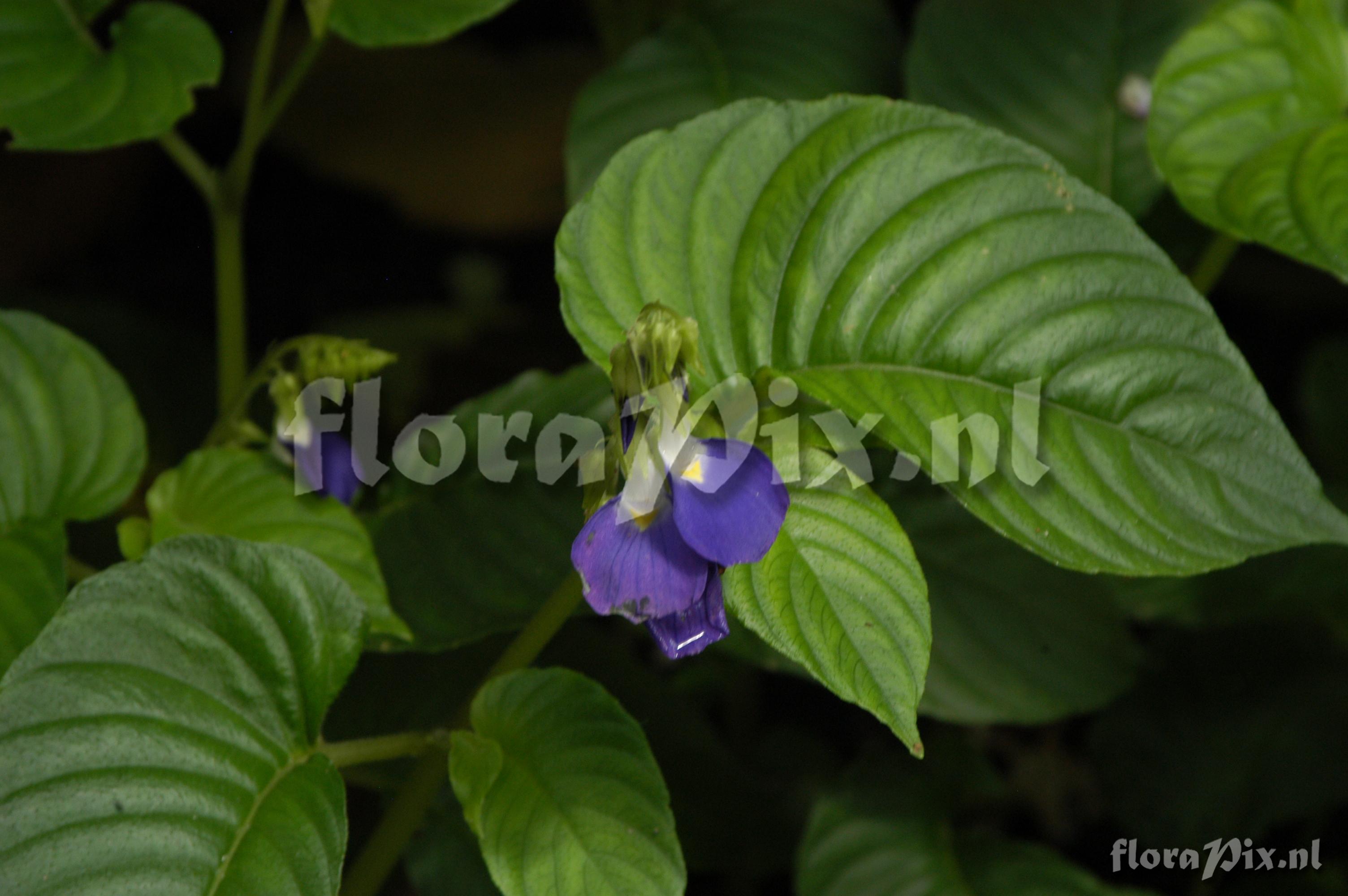 Racinaea undulifolia EC03 20 2400m