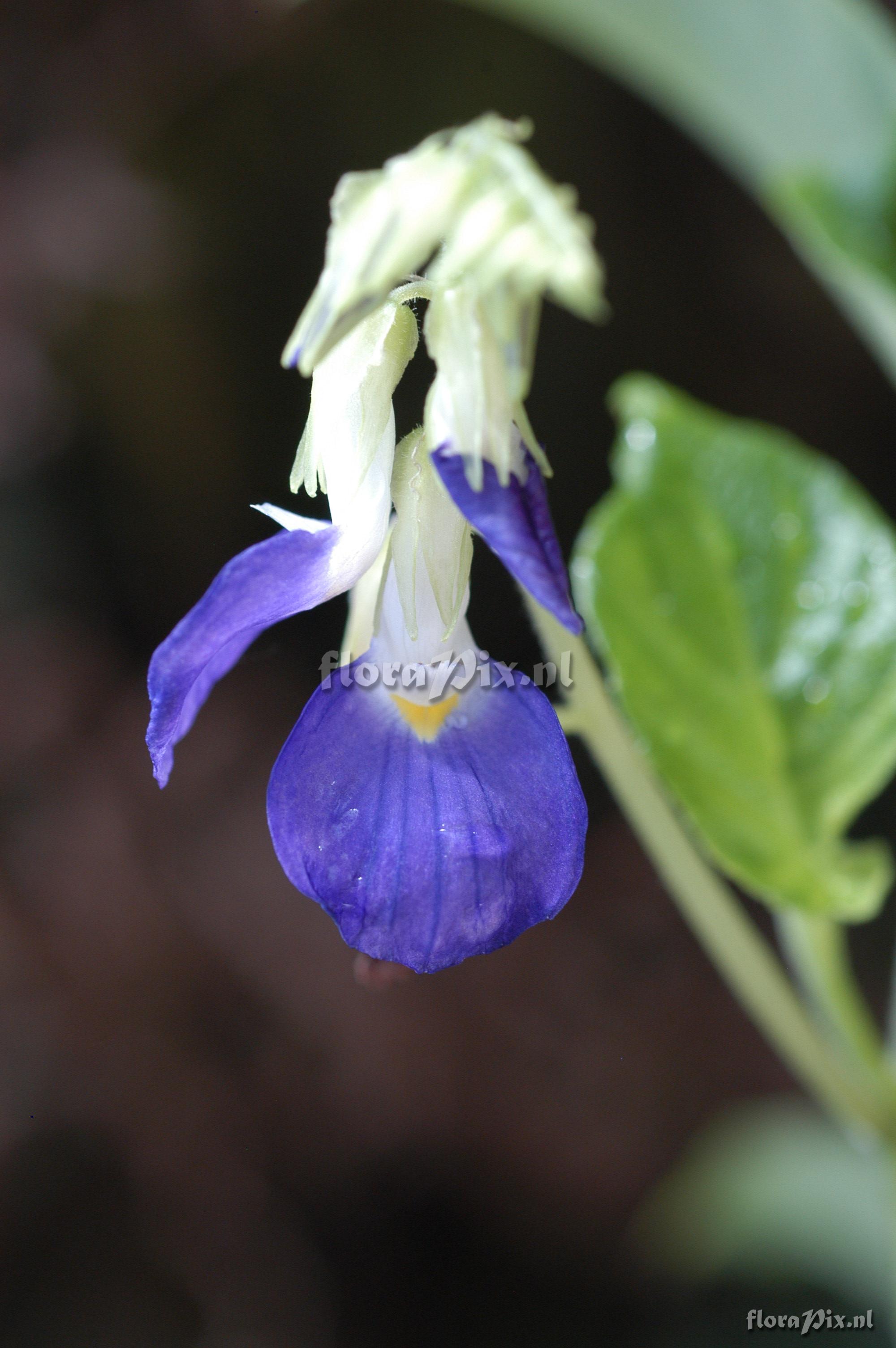 Rhynchoglossum notonianum