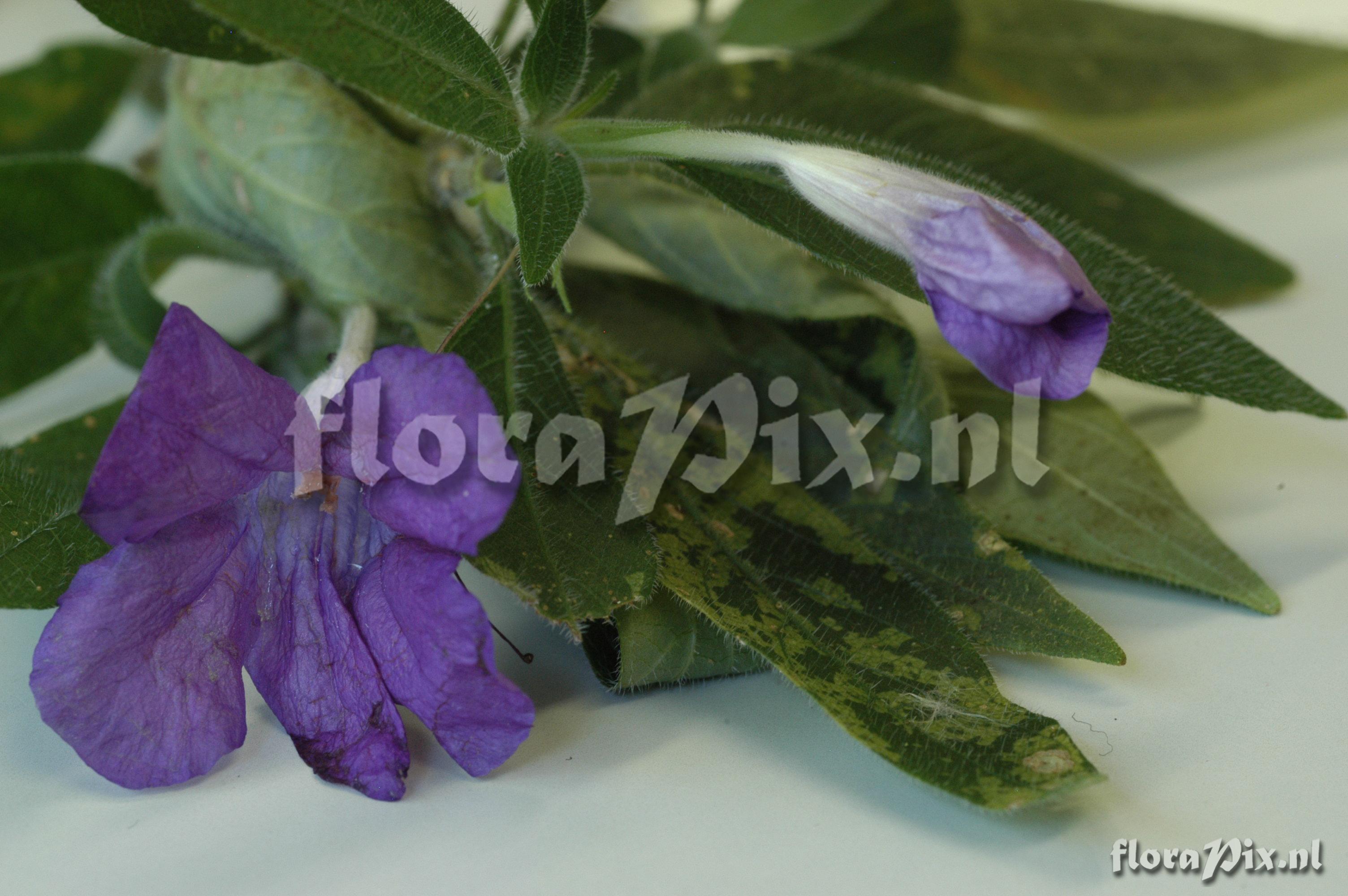 Ruellia squarrosa