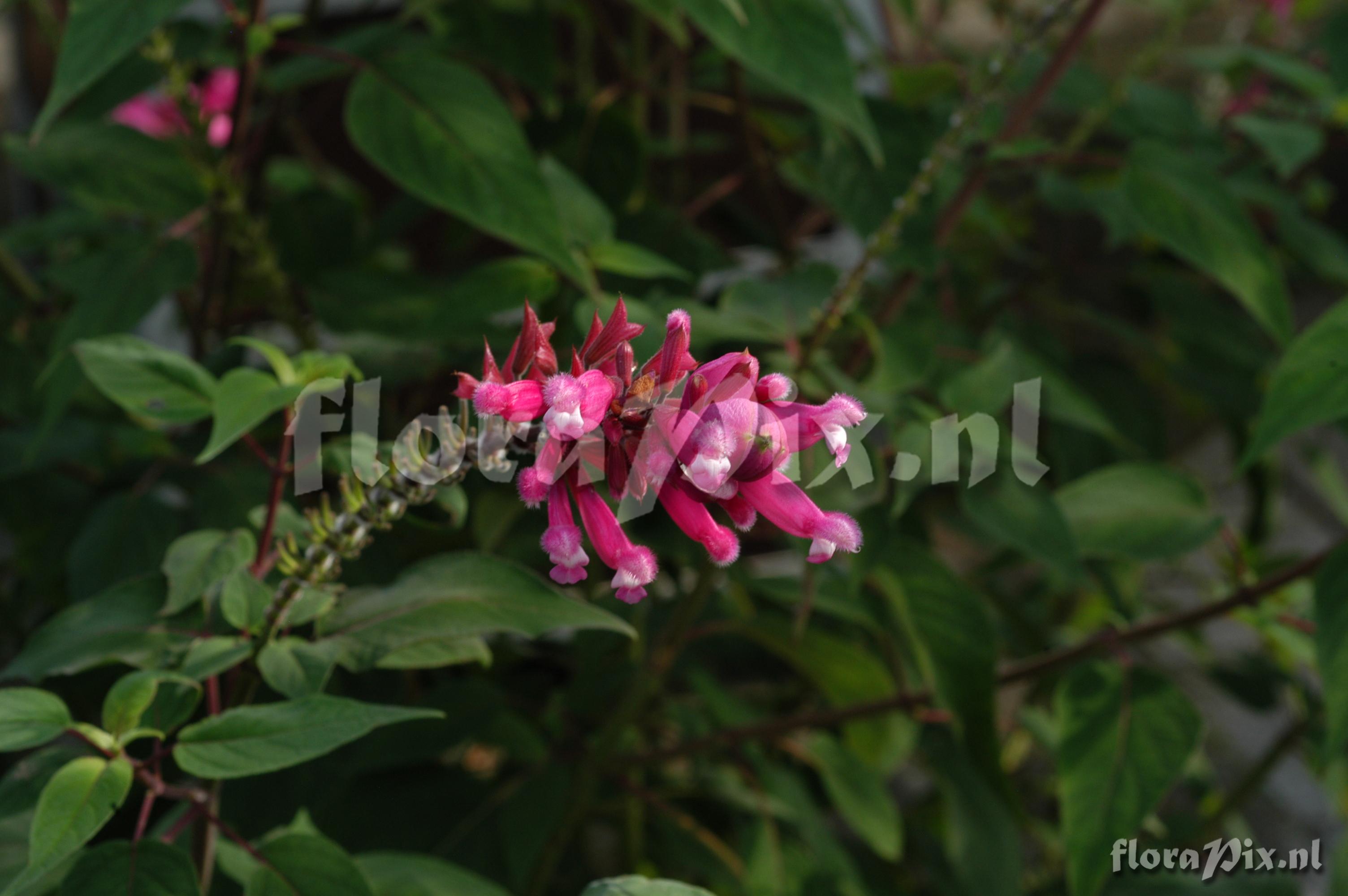 Salvia involucrata