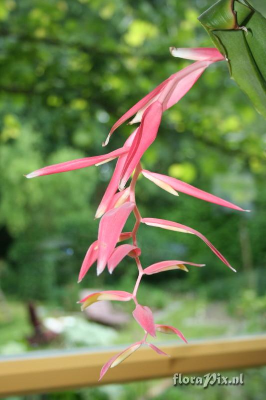 Billbergia iridifolia