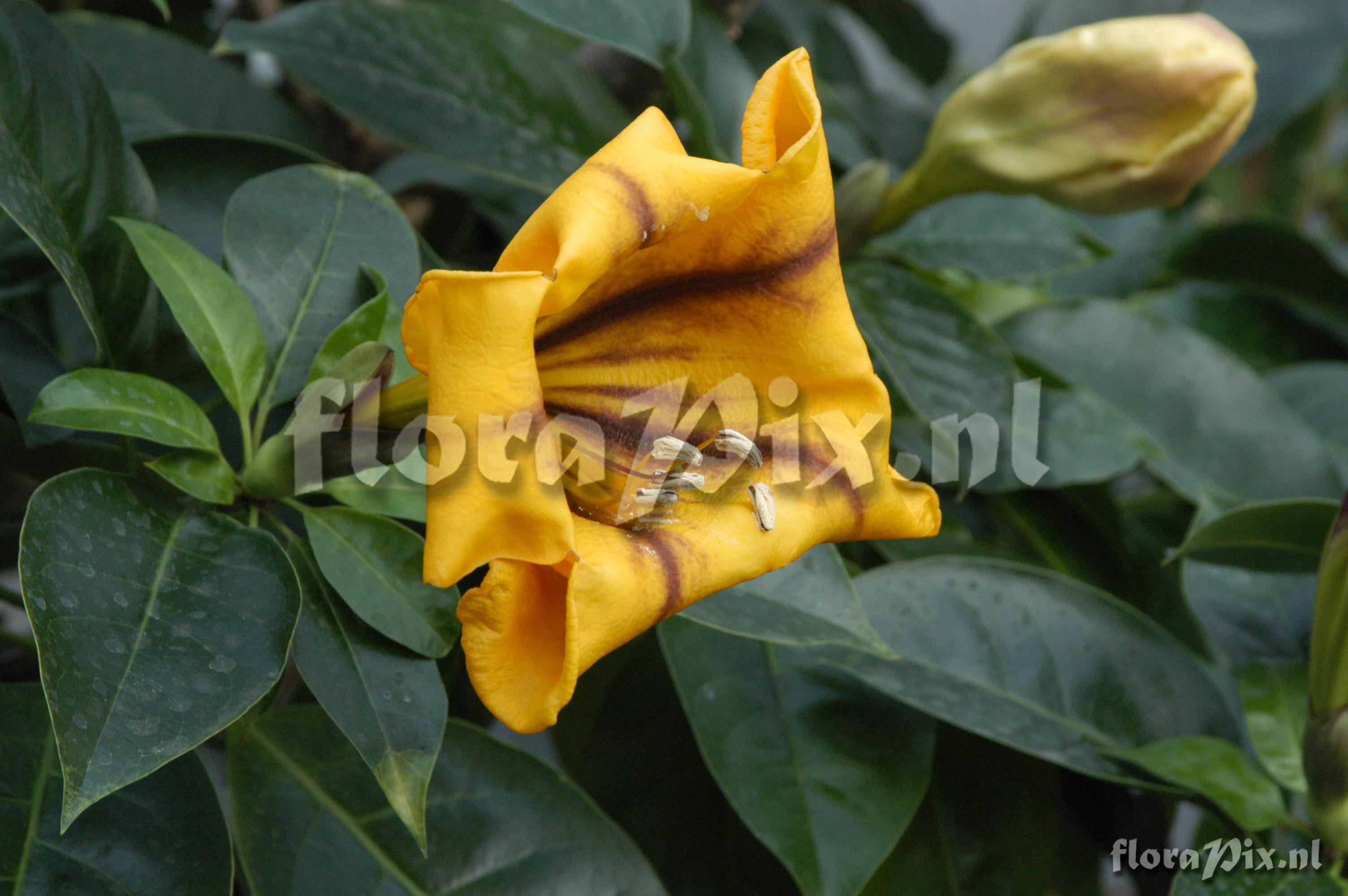 Solandra maxima