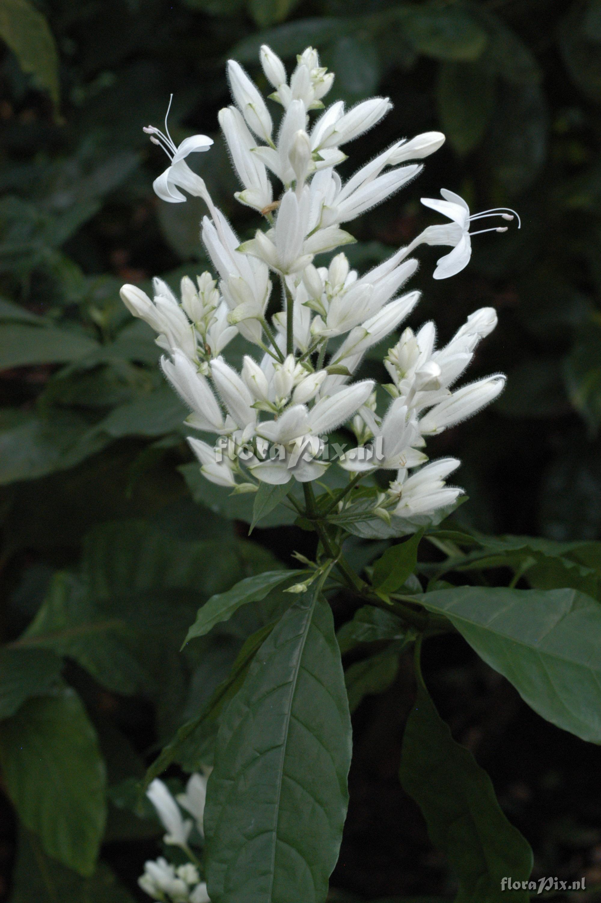 Whitfieldia elongata