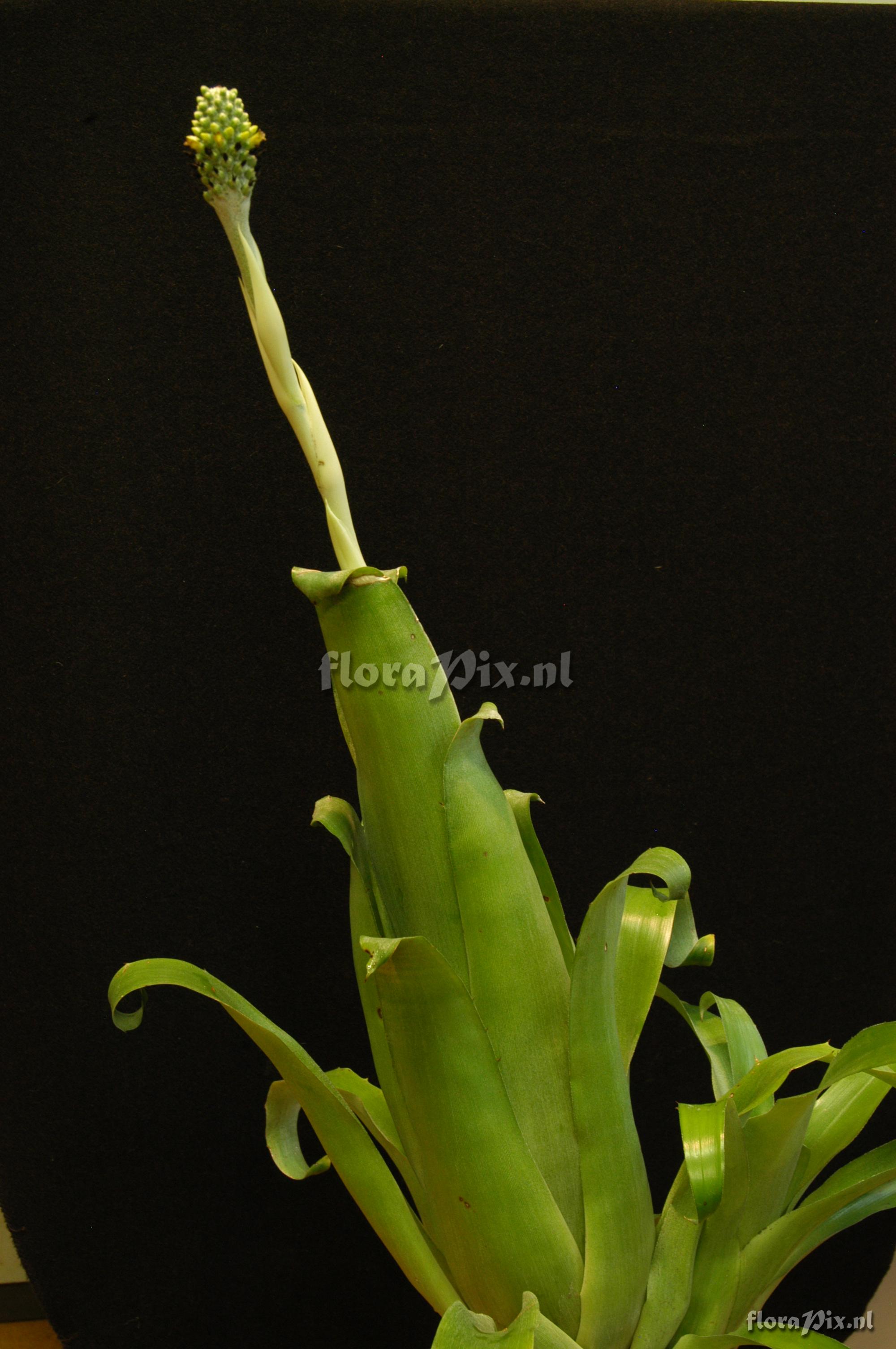 Aechmea bromeliifolia