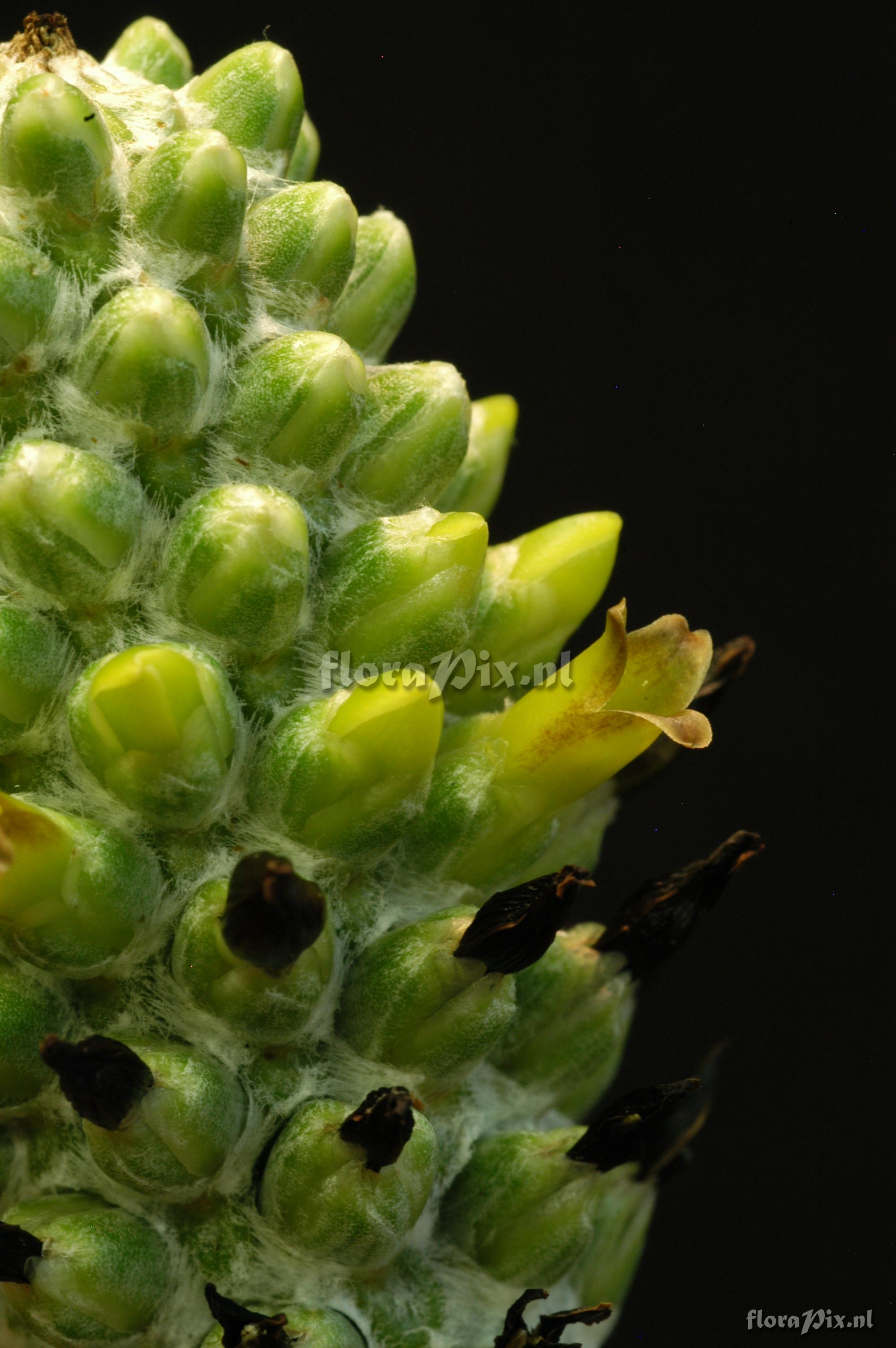 Aechmea bromeliifolia