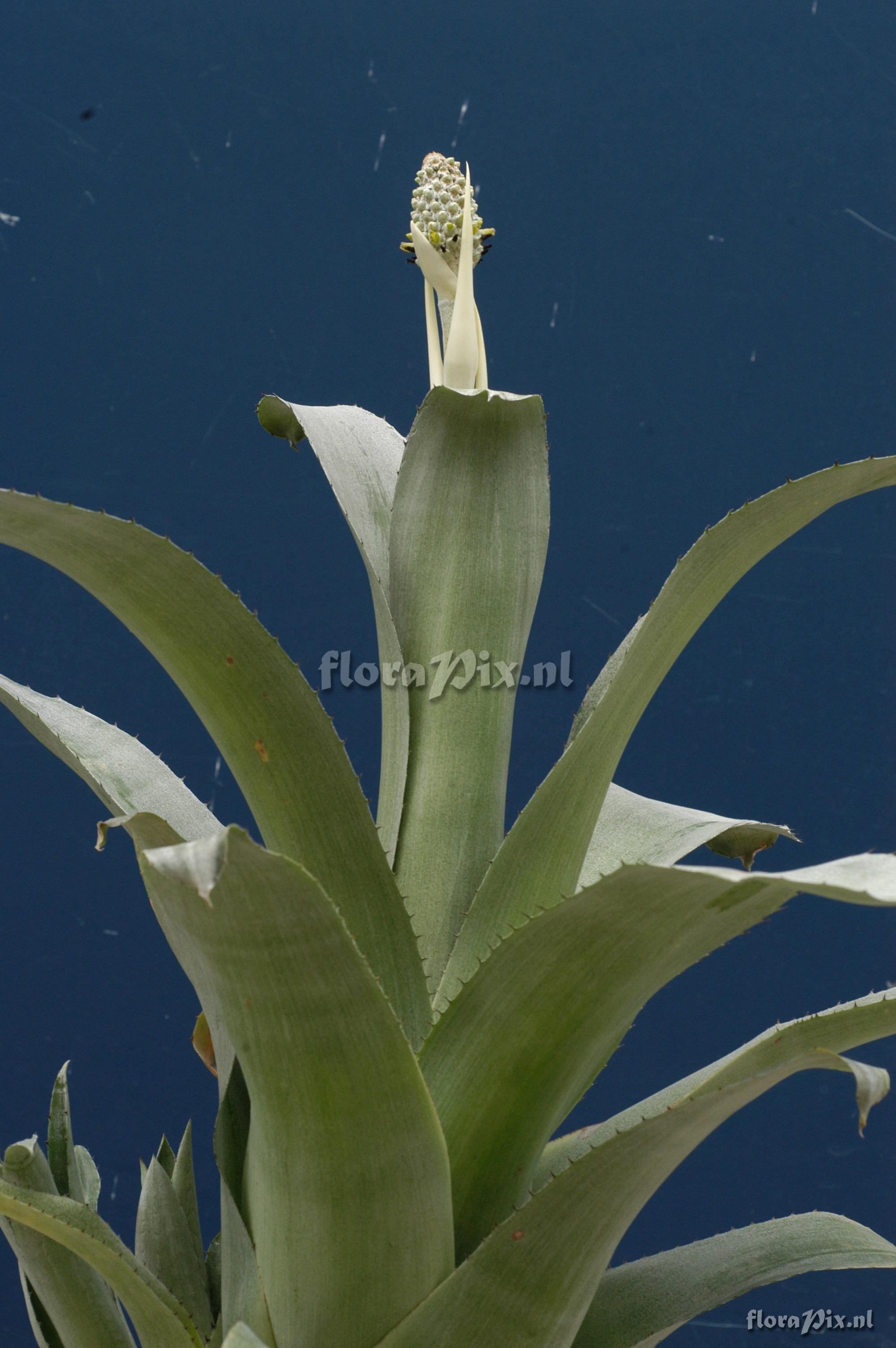 Aechmea bromeliifolia