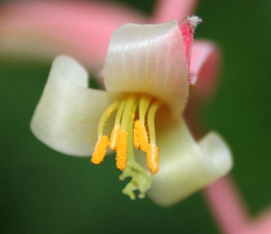 Billbergia iridifolia