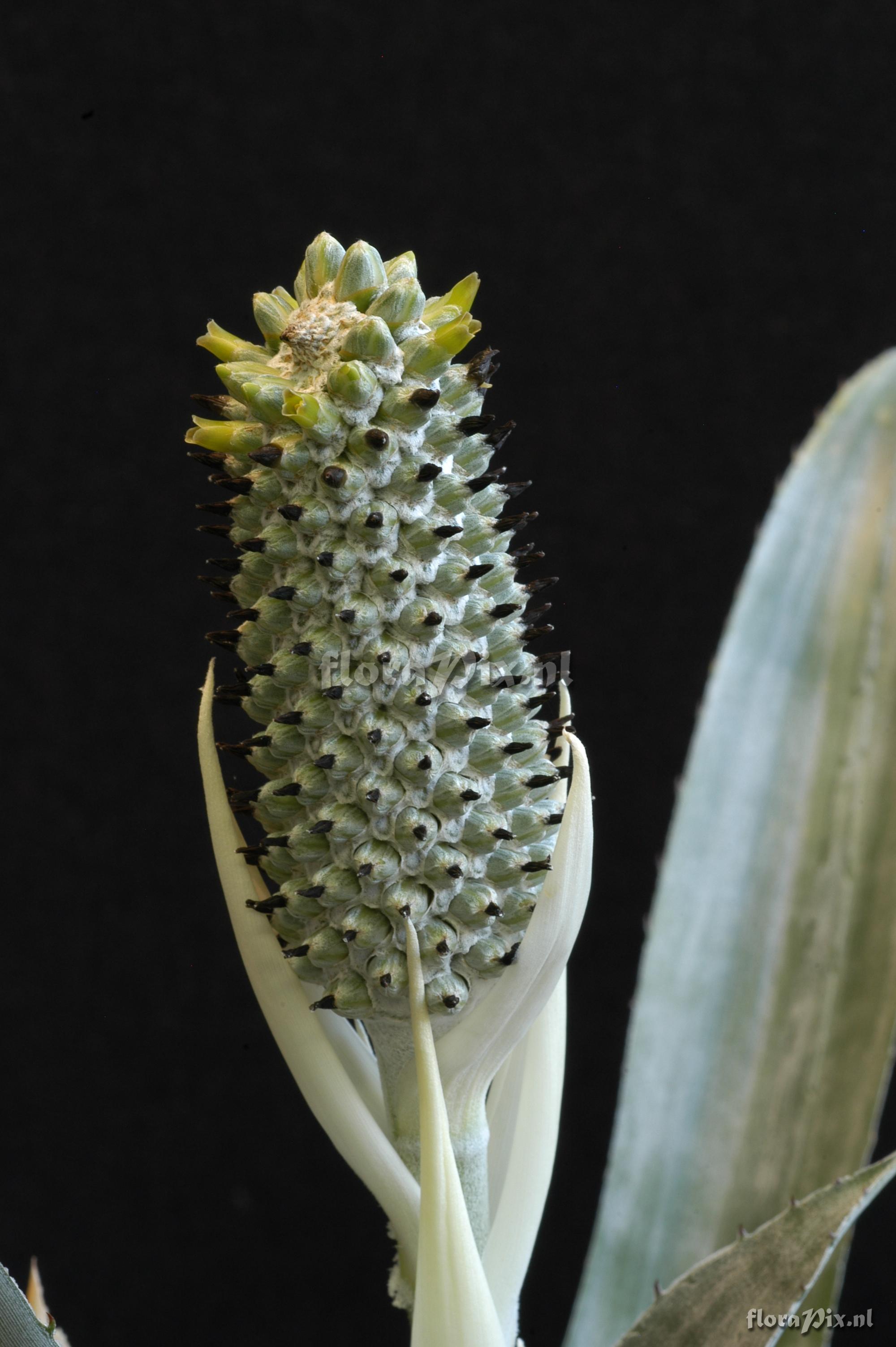 Aechmea bromeliifolia var. albobracteata