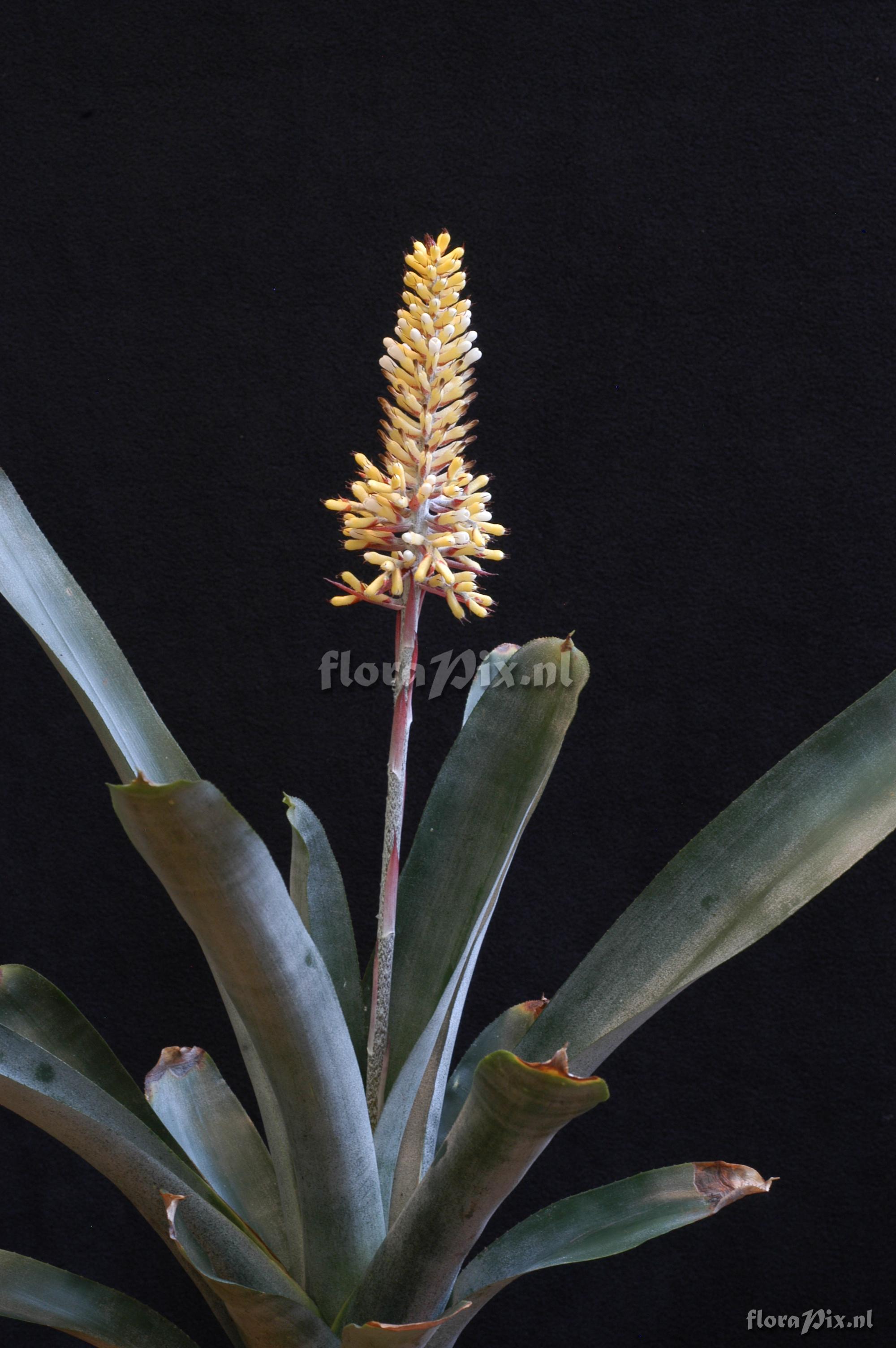 Aechmea caudata cf. f. albiflora