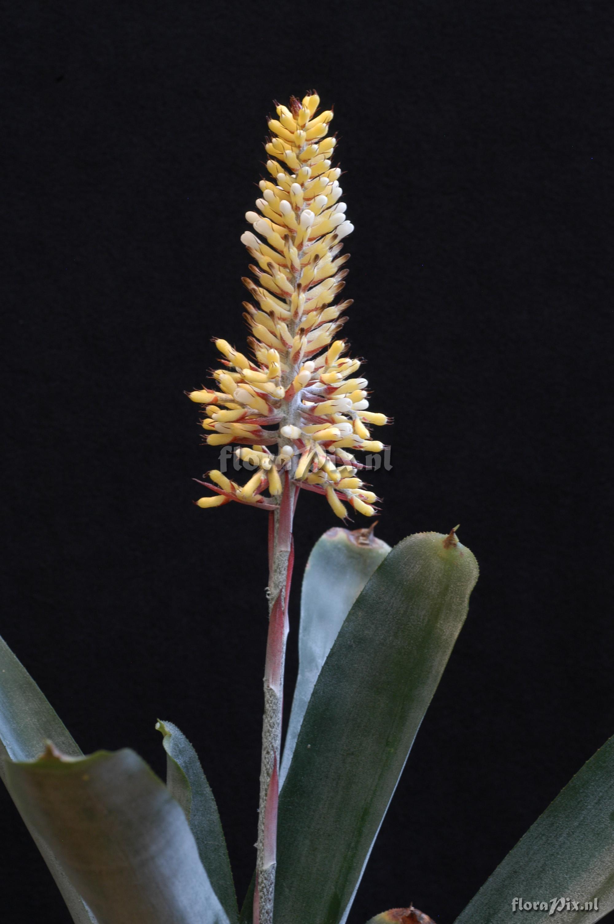 Aechmea caudata cf. f. albiflora