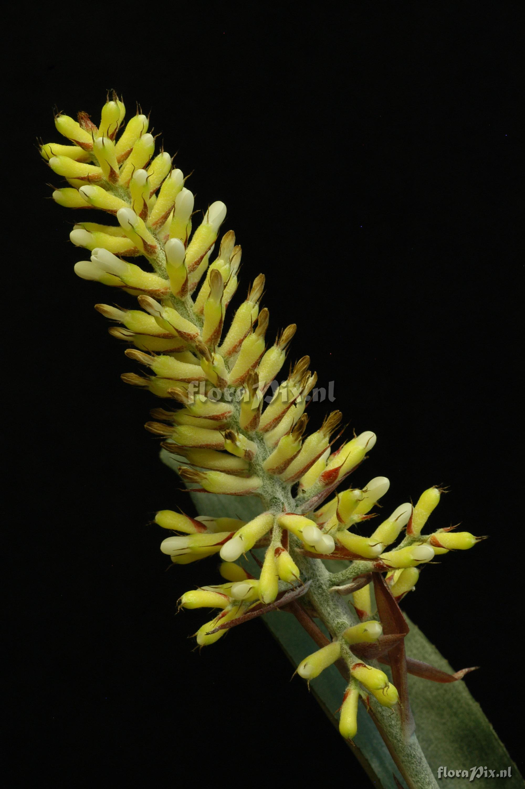 Aechmea caudata cf. f. albiflora