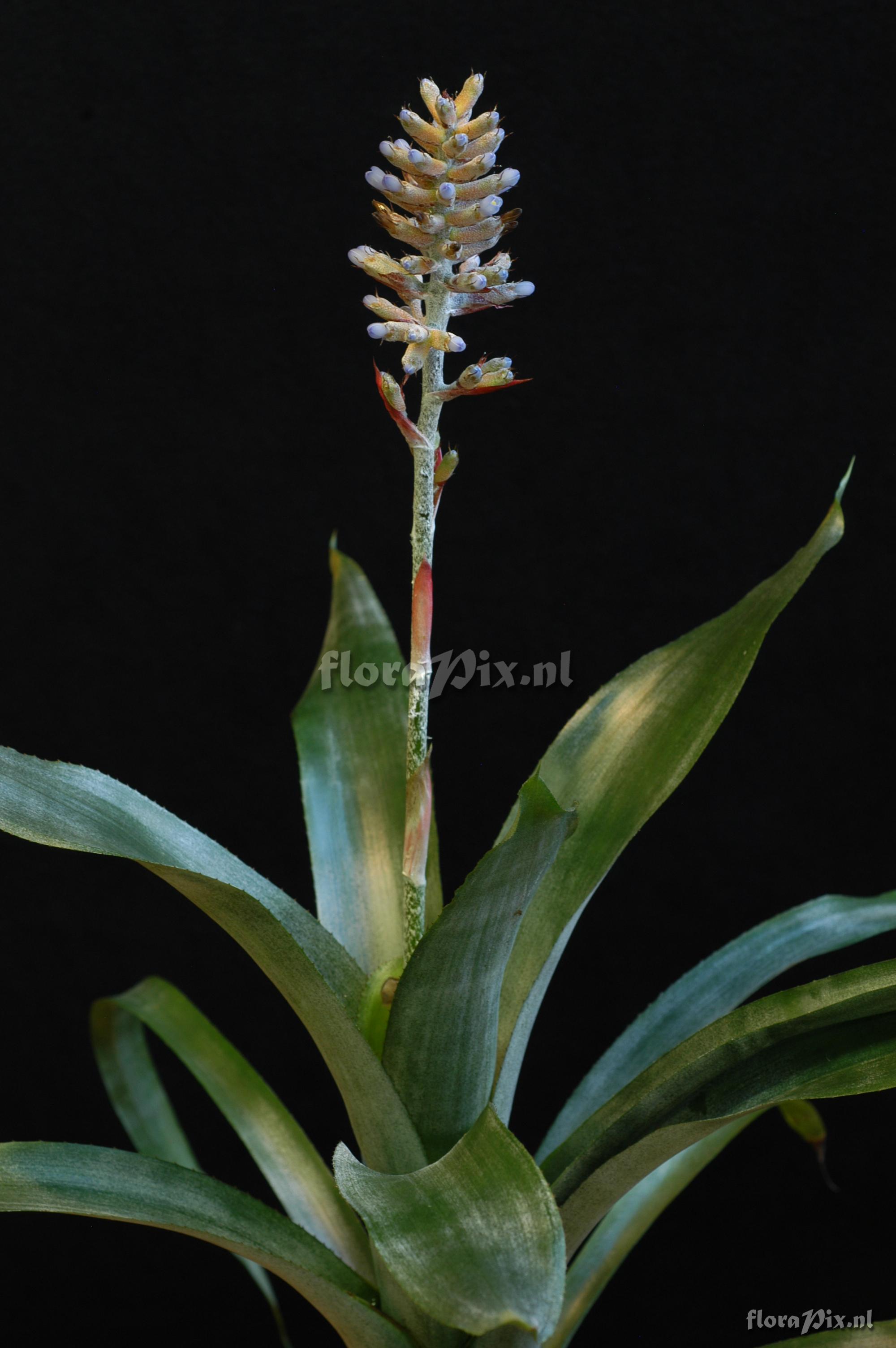 Aechmea coelestis var. coelestis