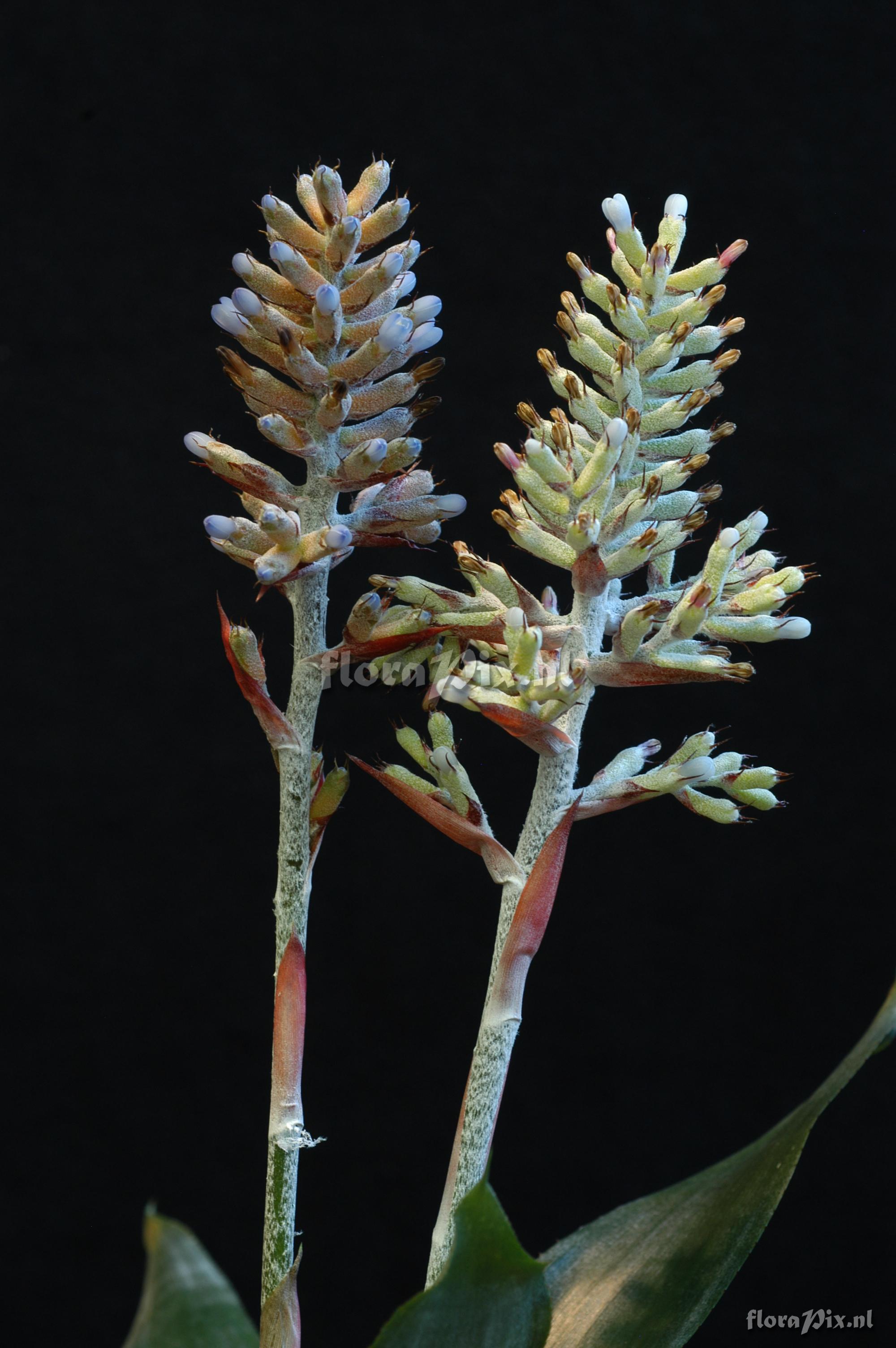 Aechmea coelestis var coelestis