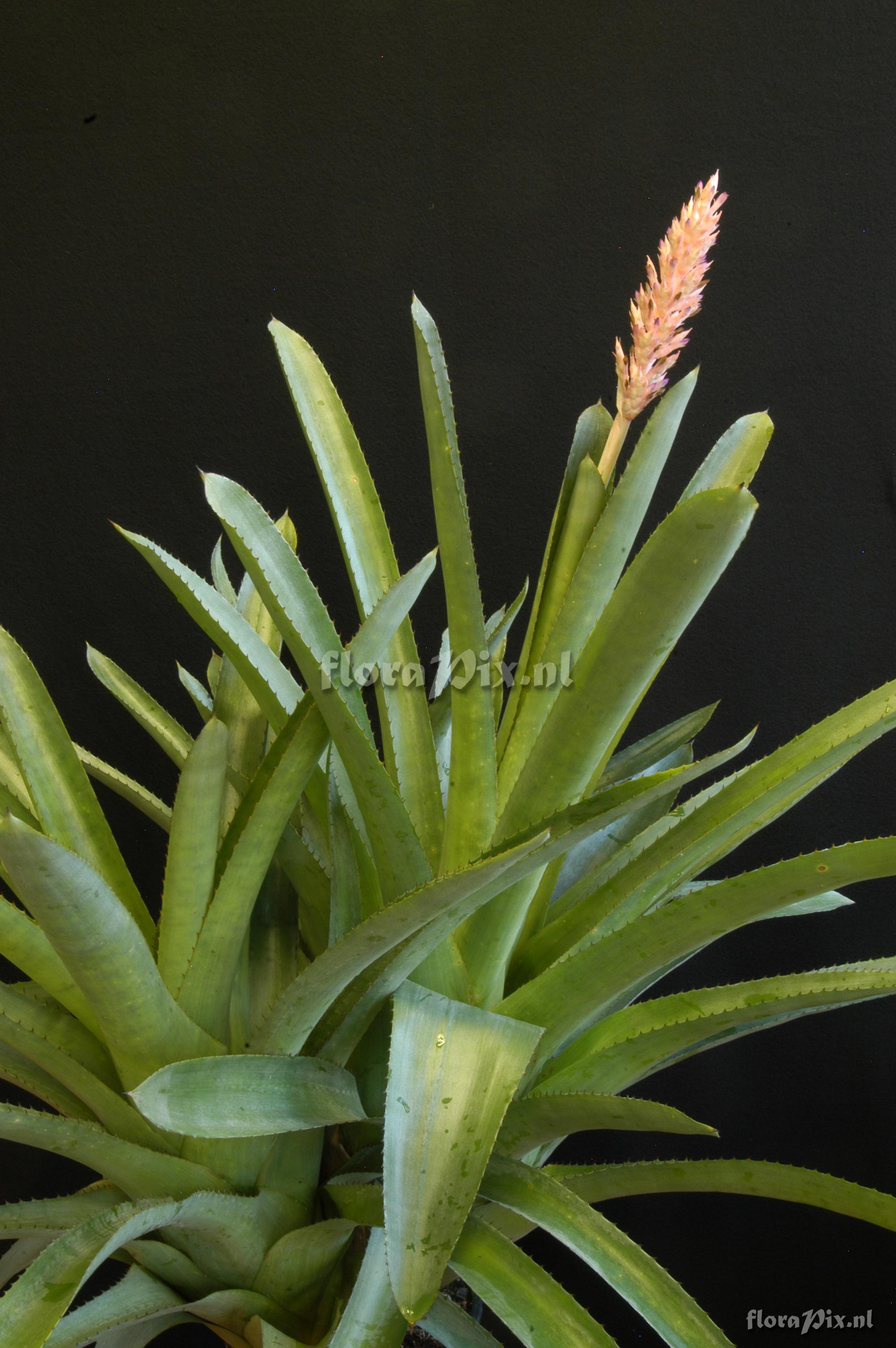 Aechmea distichantha var. schlumbergeri