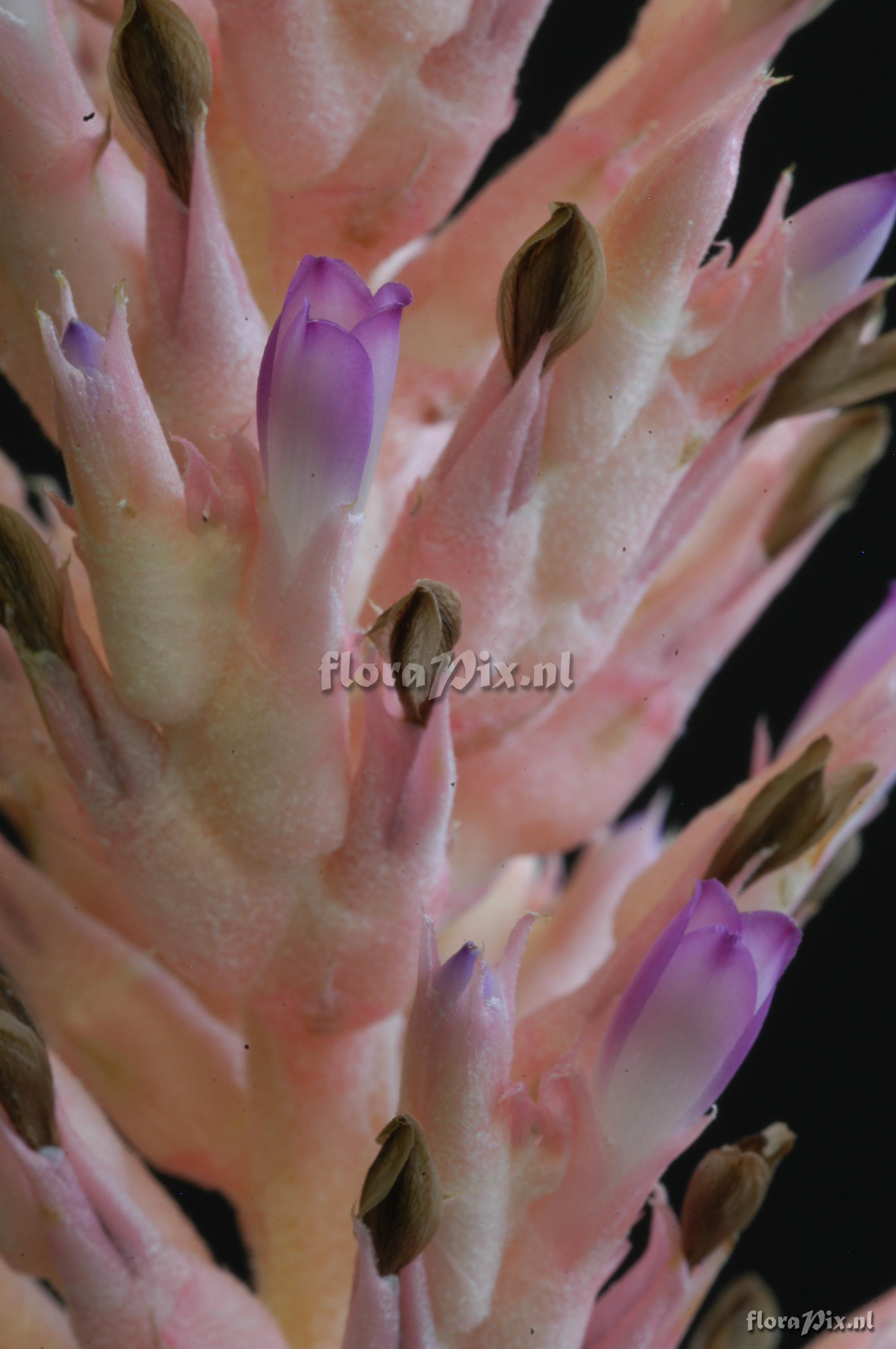 Aechmea distichantha var. schlumbergeri