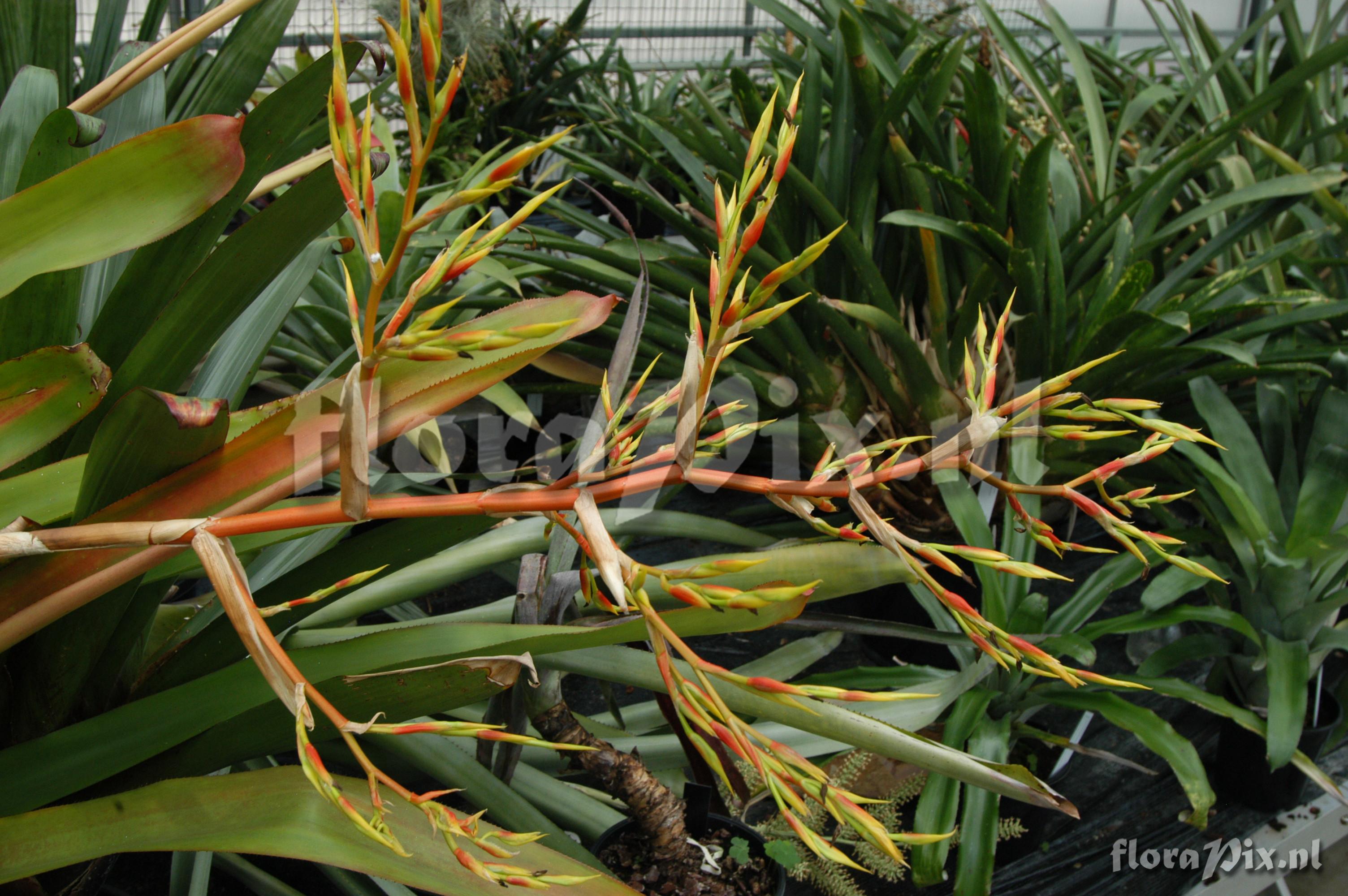 Aechmea eurycorymbus