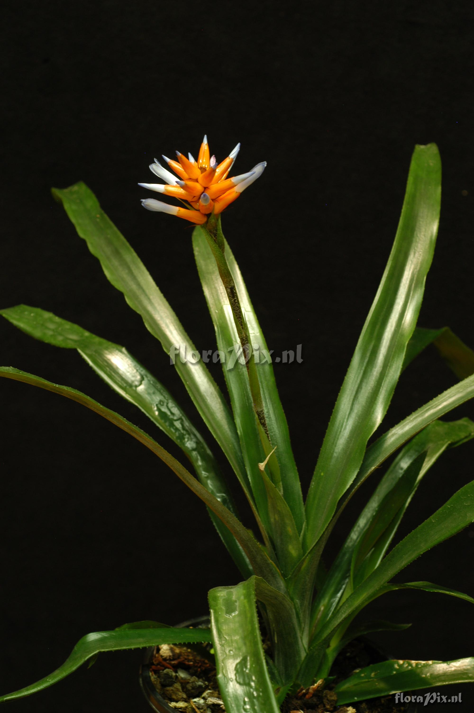 Aechmea fraseri